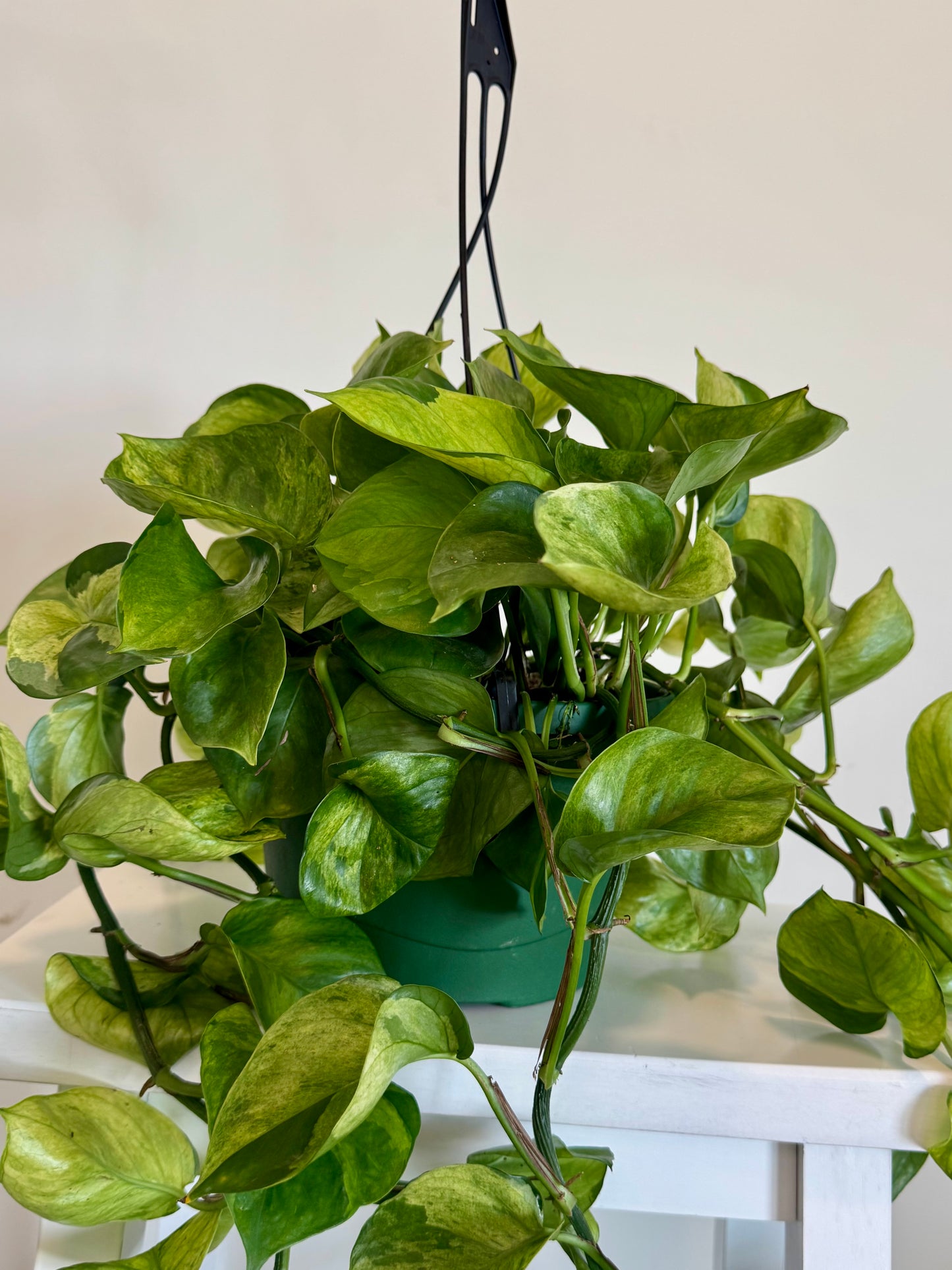 8" Guacamole Pothos HB 🌿 (Exclusive Launch!)