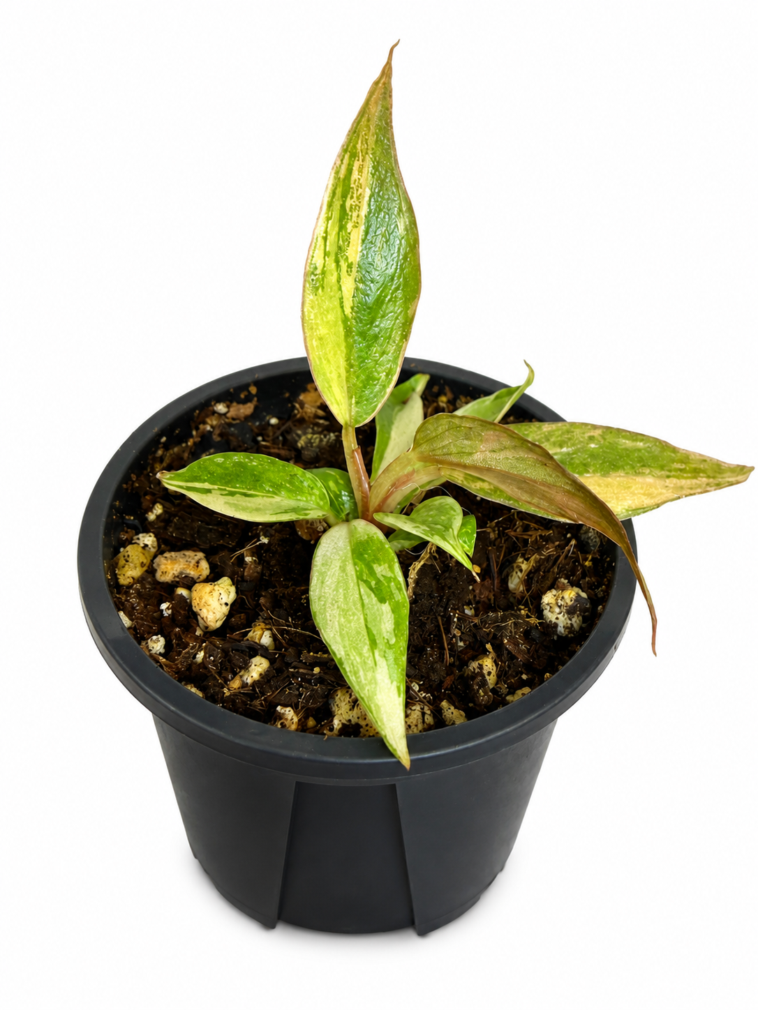 3" Philodendron Caramel Fire Tiger