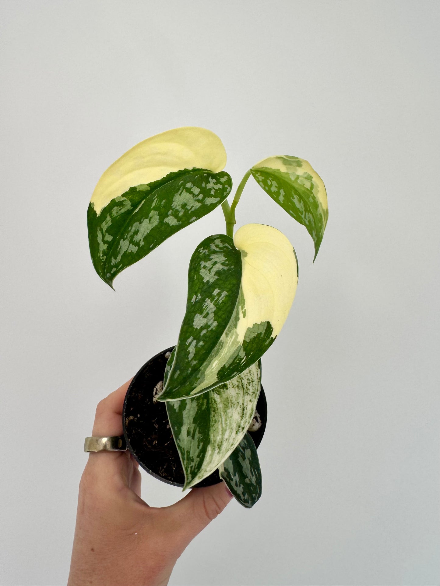 3” Scindapsus Mariposa