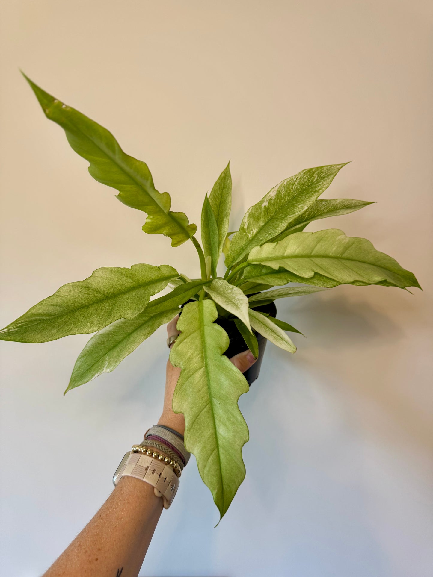 4” Philodendron 'Pluto' Mint Variegated