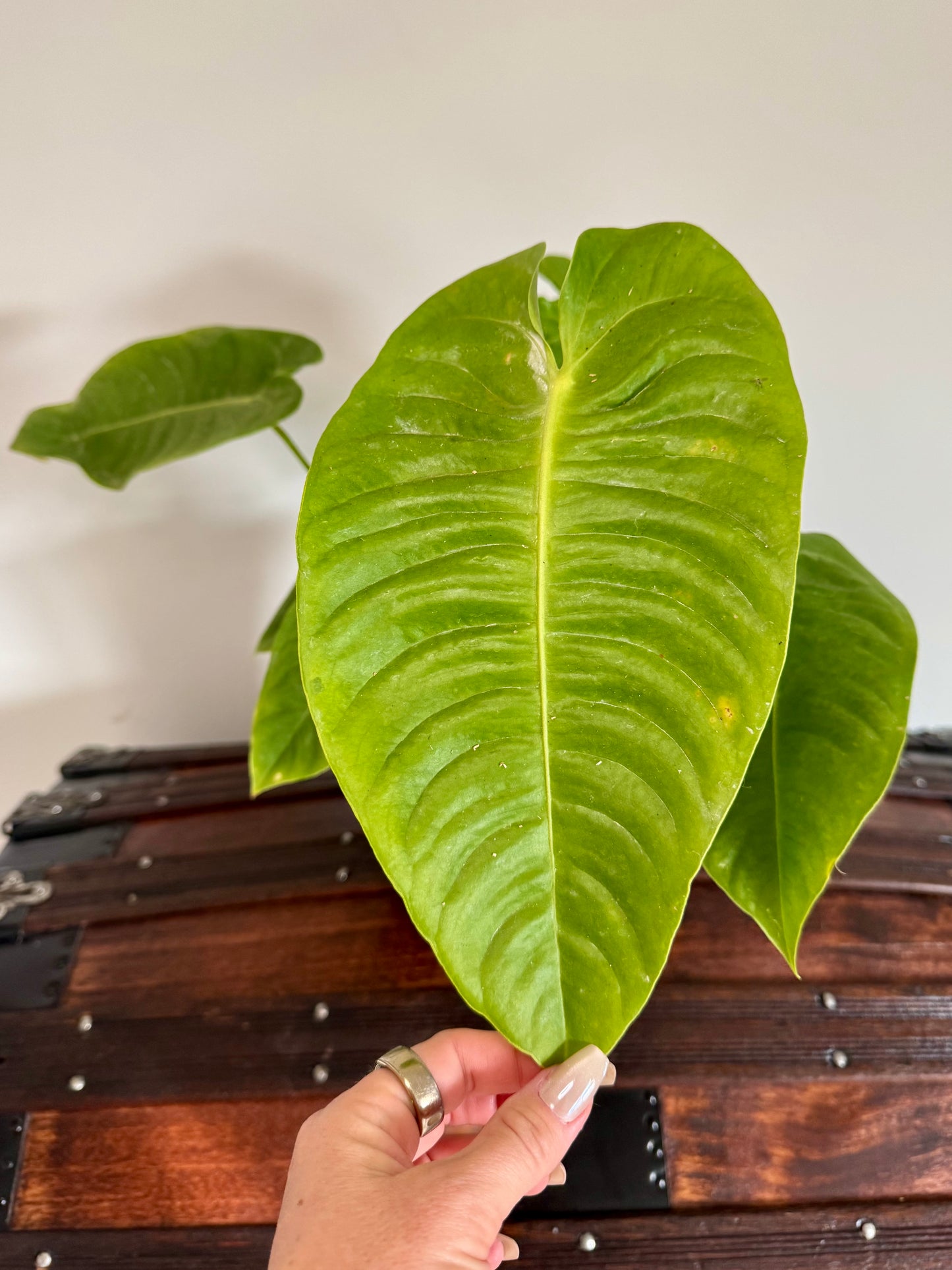 8" Anthurium Veitchii 'King' (Extra Mature Size)