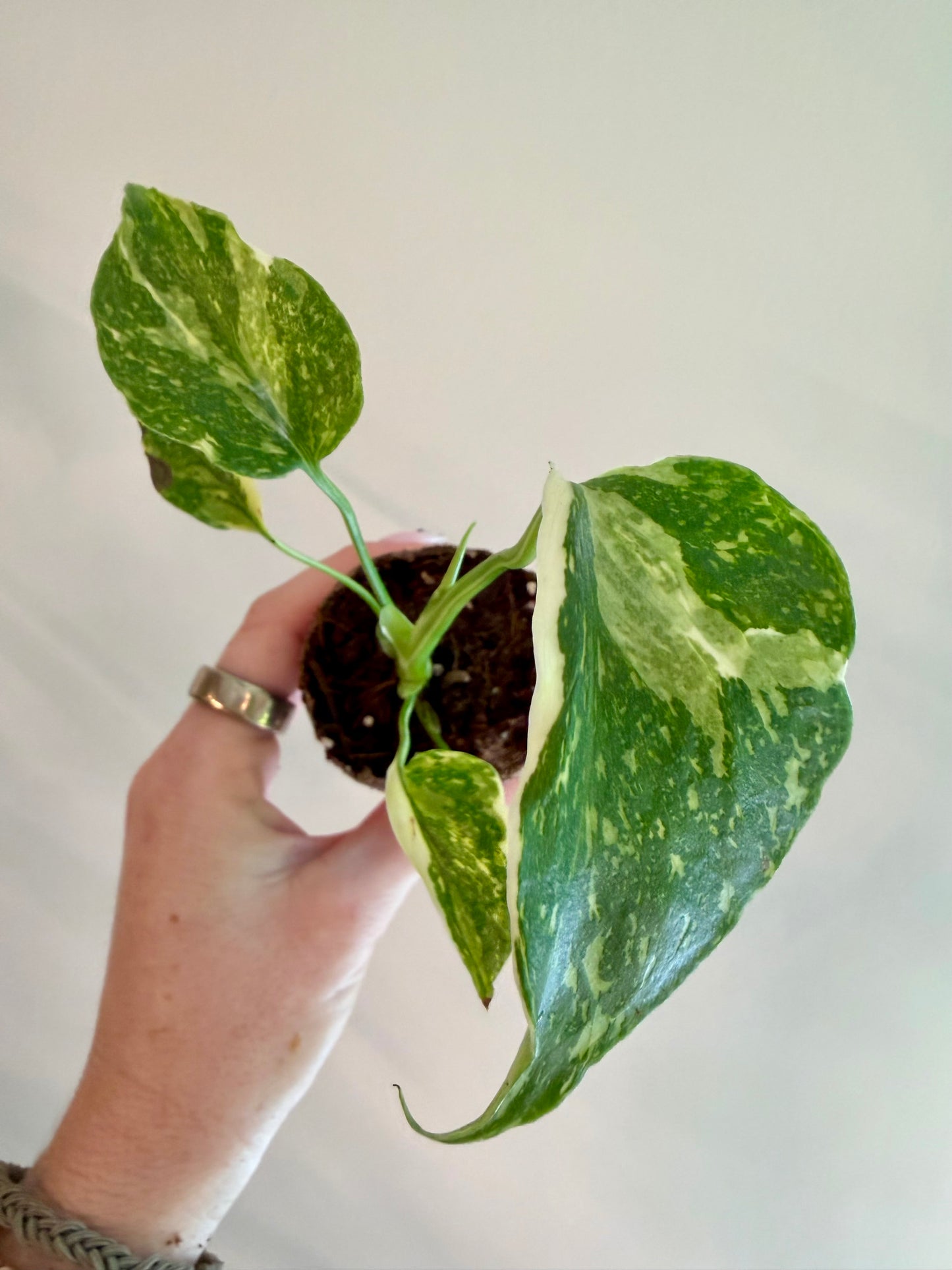 2” Monstera Electrolyte (Plug)