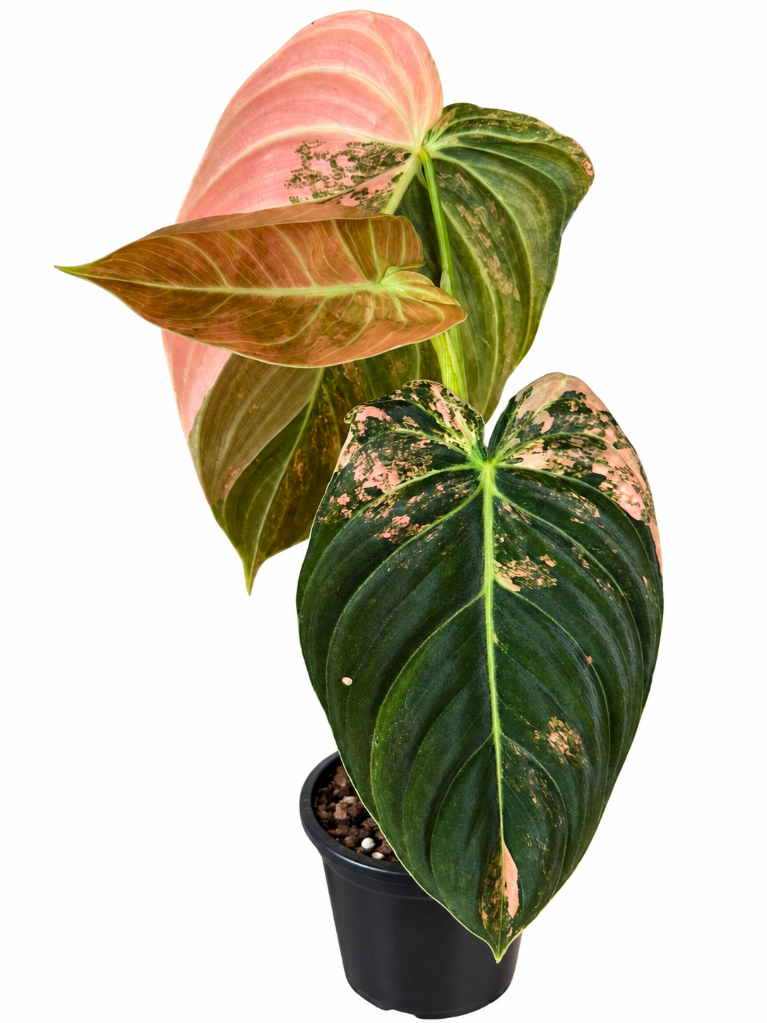 3” Philodendron Melanochrysum Variegated (Orange)