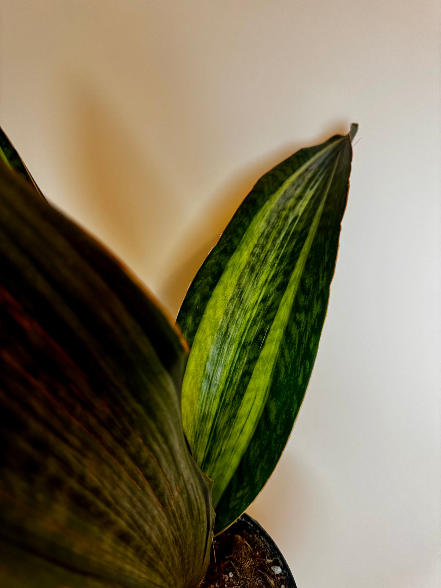 6” Sansevieria 'Whale Fin' Variegated (White)