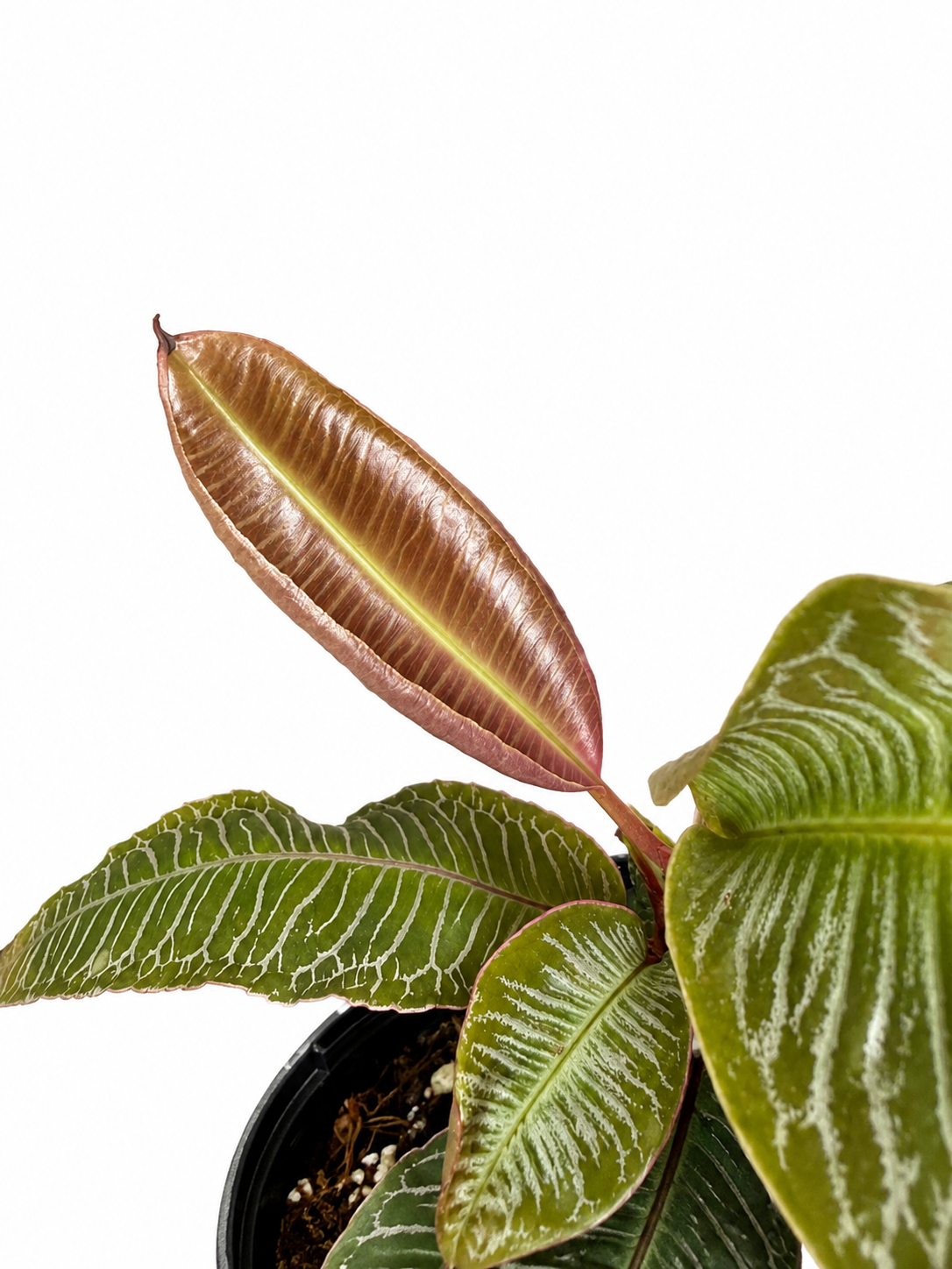 4" Labisia sp. Pink Vein