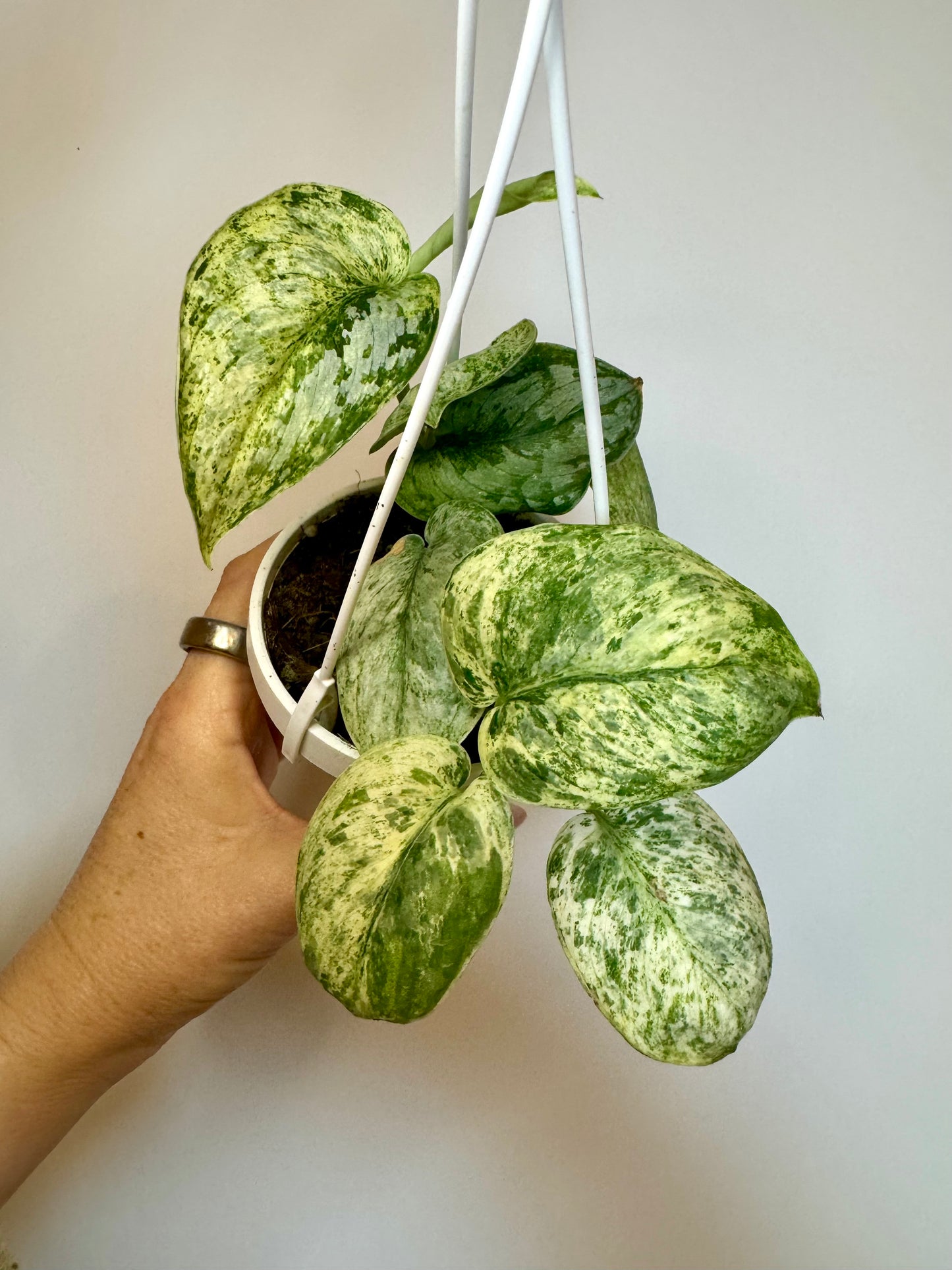 3" Scindapsus Jade Satin Crème Brûlée