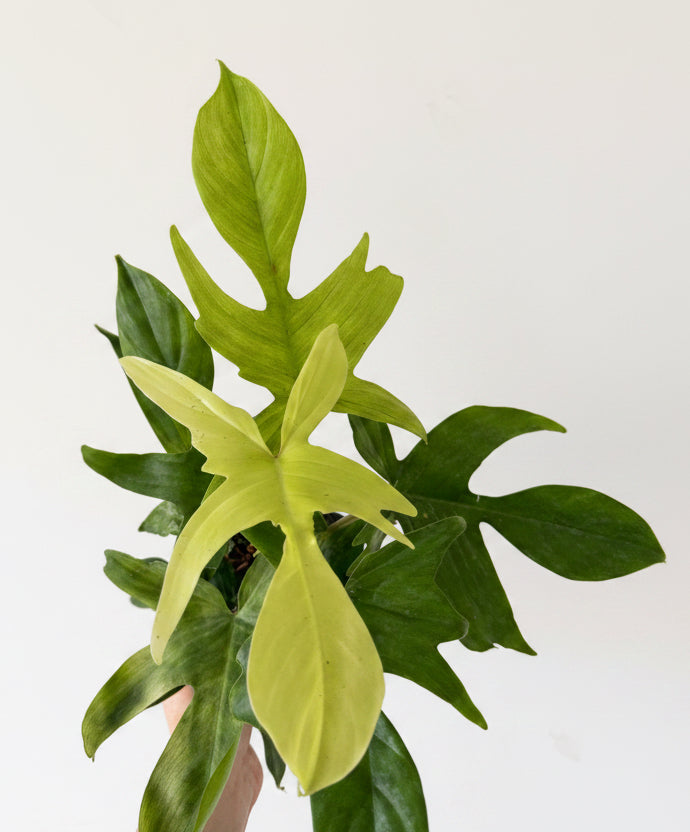 6” Philodendron Florida Ghost