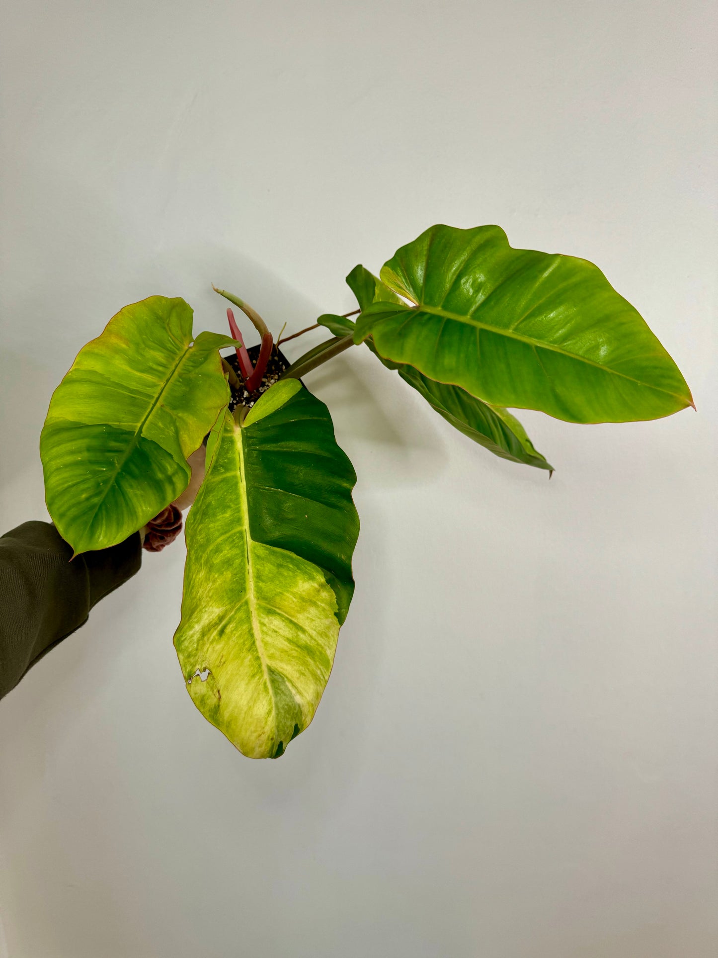 4" Philodendron Jungle Fever