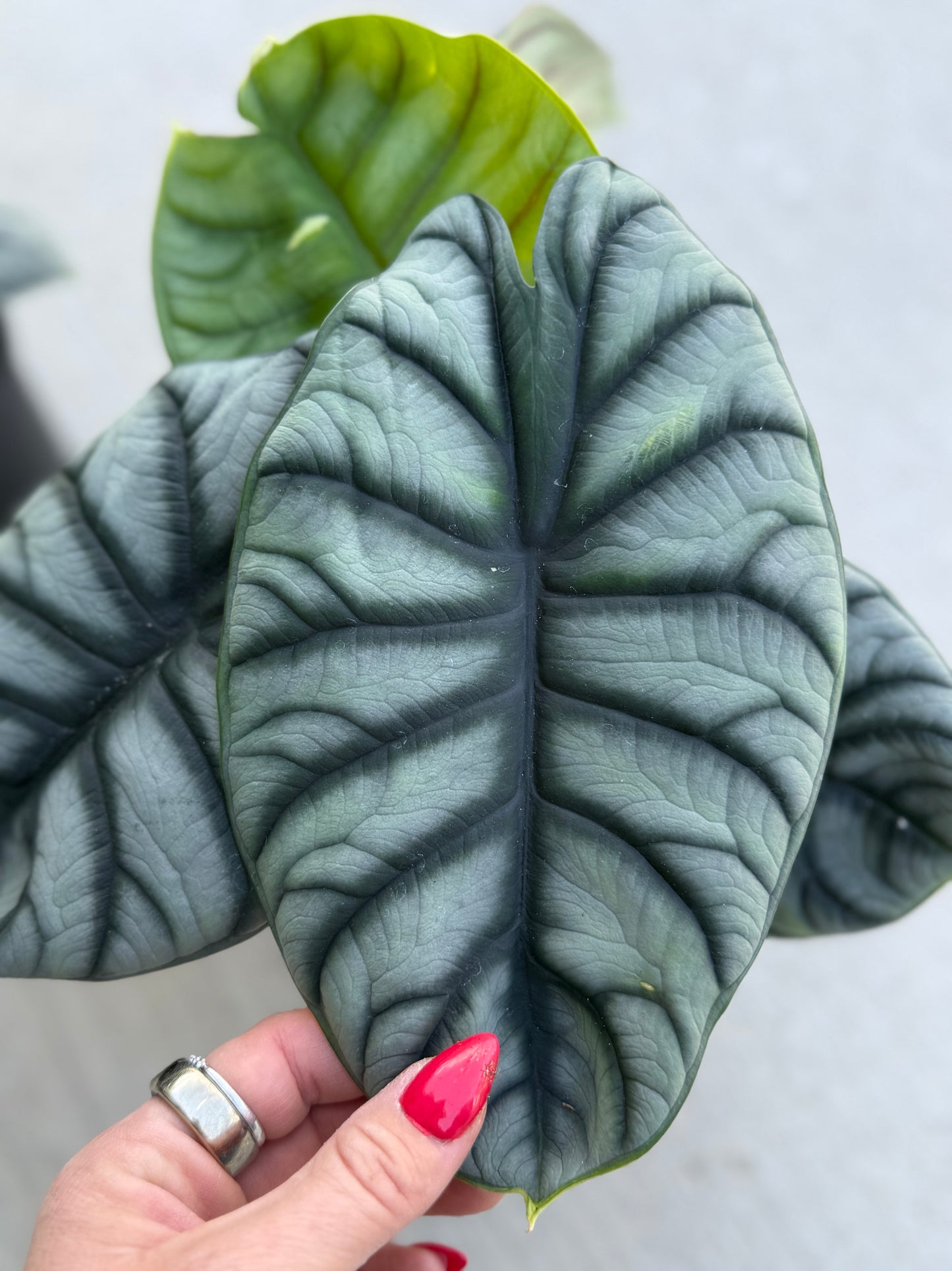 6” Alocasia Silver Dragon