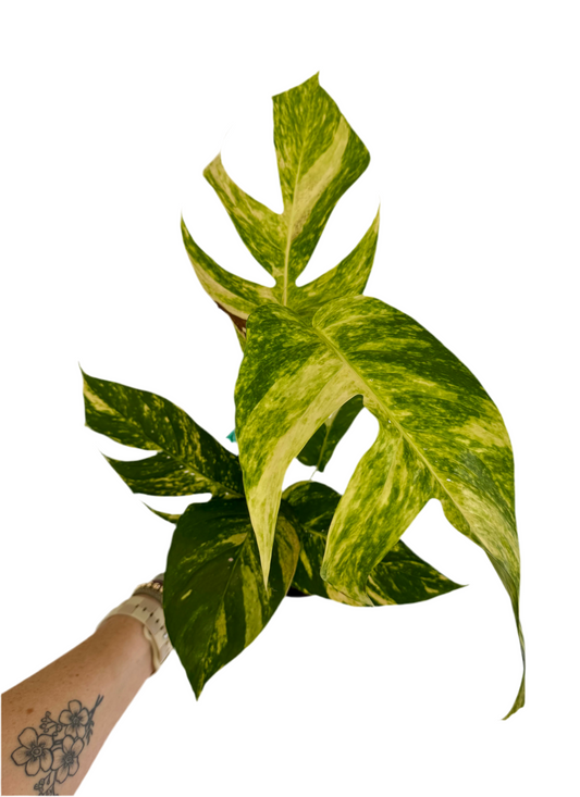 6" Epipremnum Pinnatum 'Yellow Flame' (fenestrated)