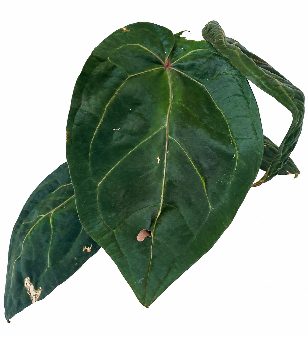 4” Anthurium ‘Ace of Spades’ (Tezula Dark Form) × (Zara × Michelle)