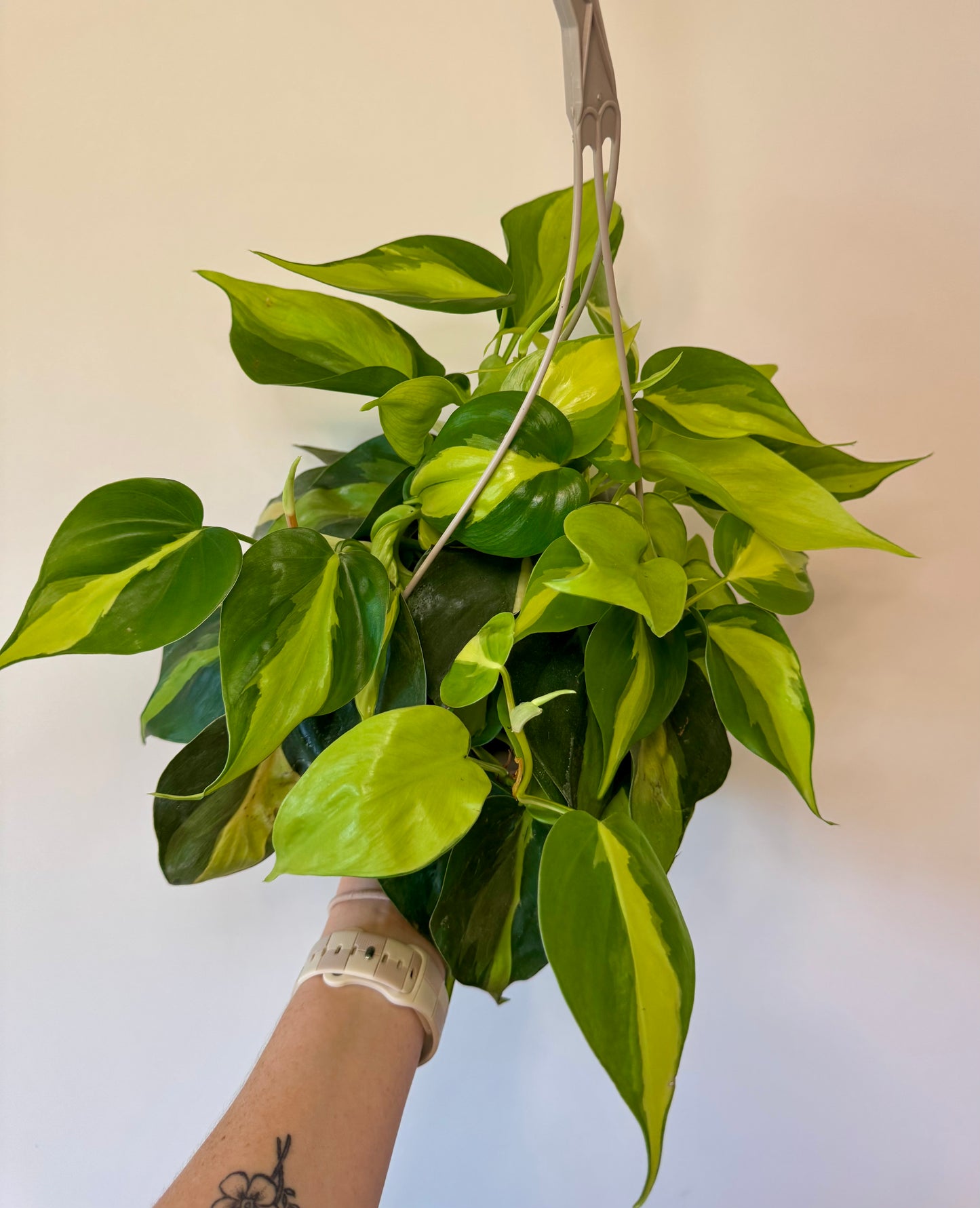 6” Philodendron Brazil