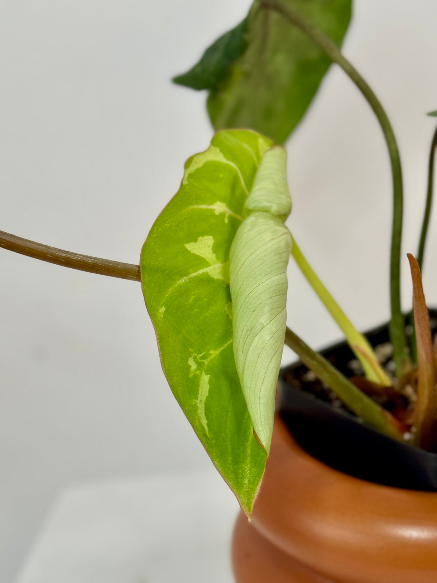 3" Philodendron Gloriosum 'Snow Leopard' Variegated