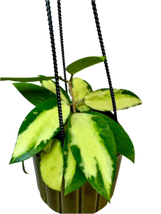 4" Hoya Acuta Inner Variegation | Hanging Basket