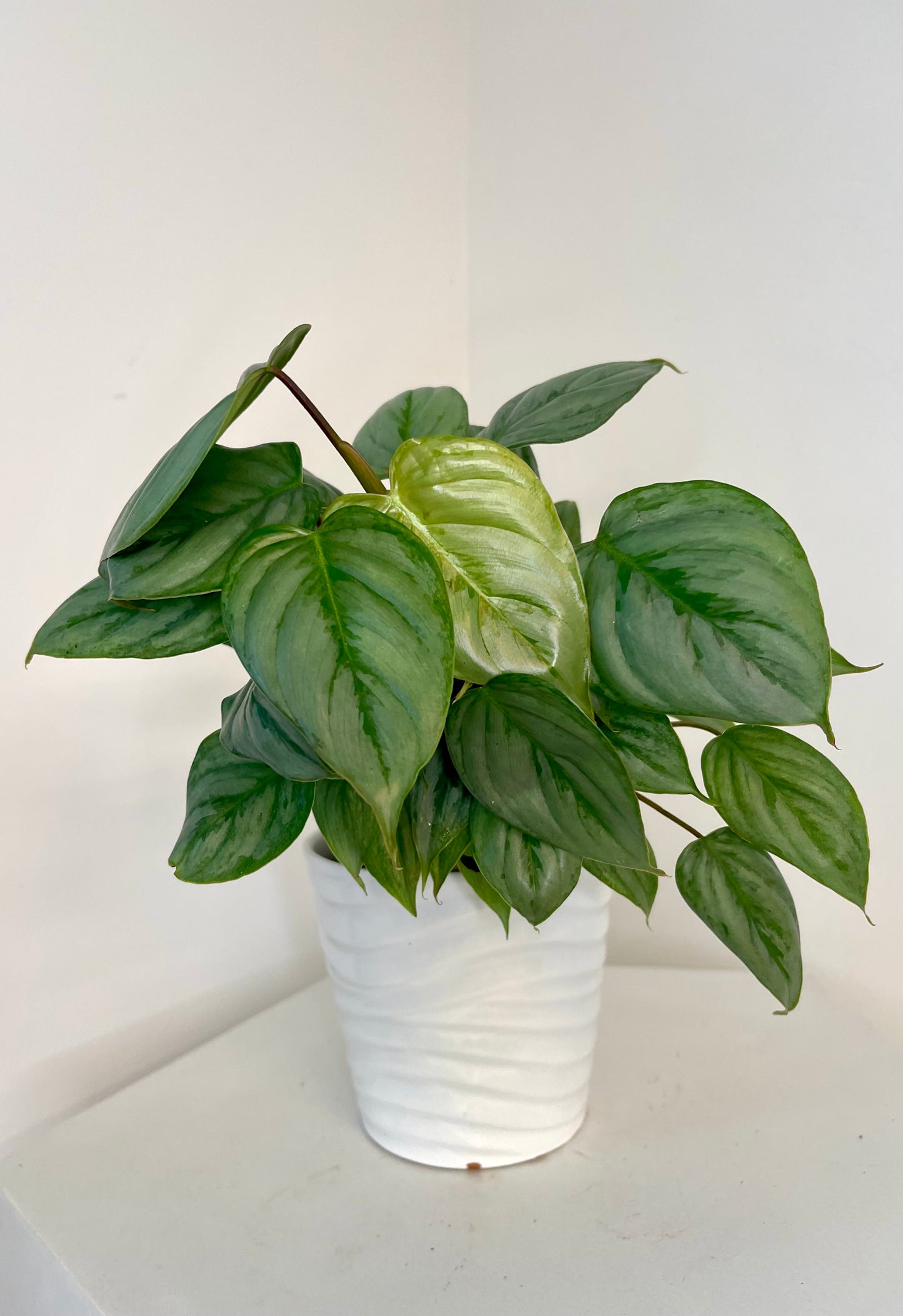 6” Philodendron Sodiroi Totem