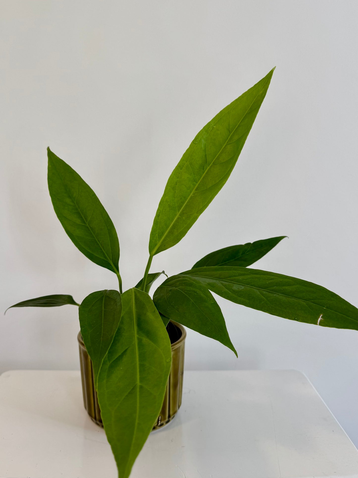 4" Anthurium 'Big Bill'