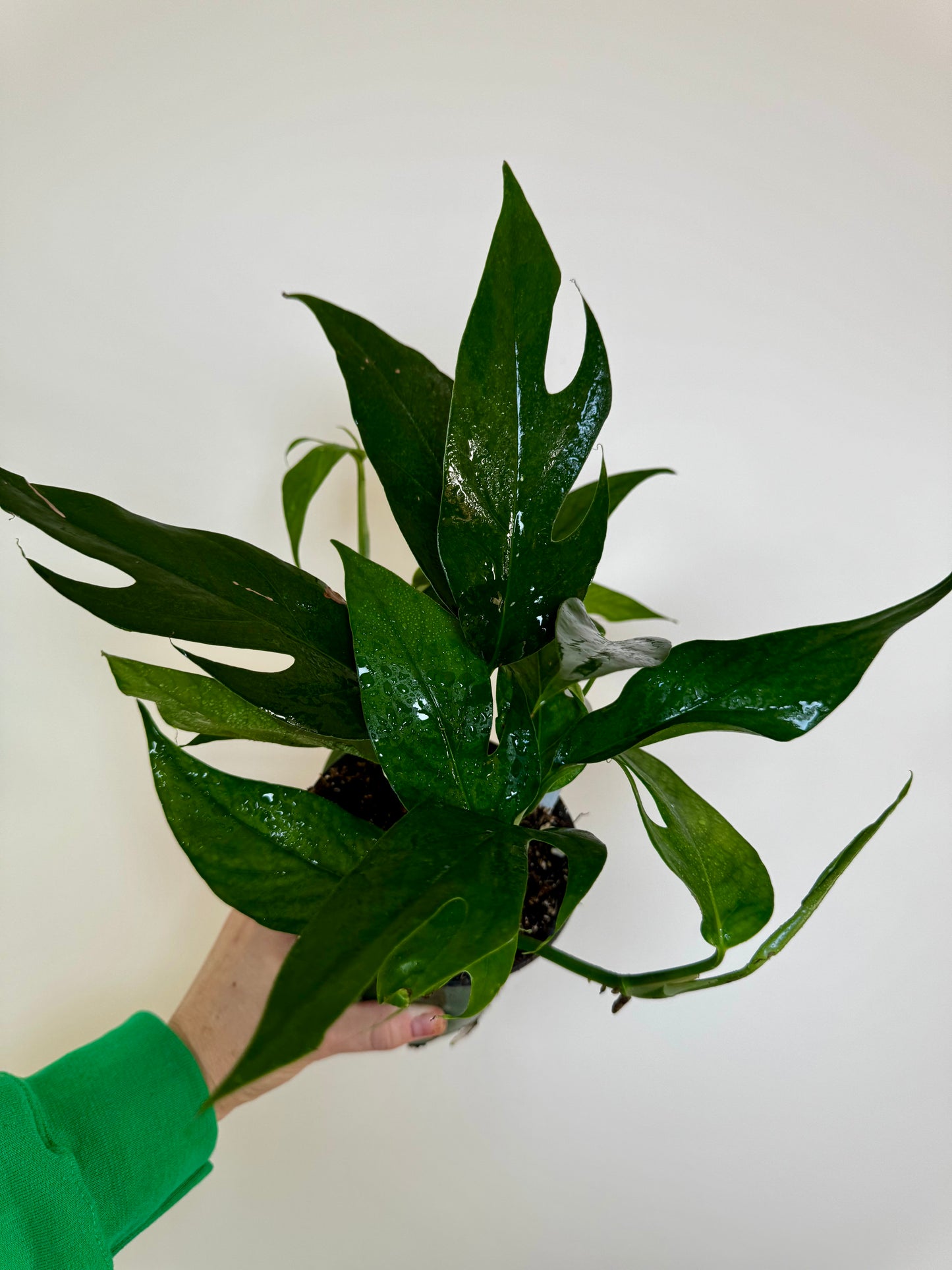 4.5" Pothos Baltic Blue