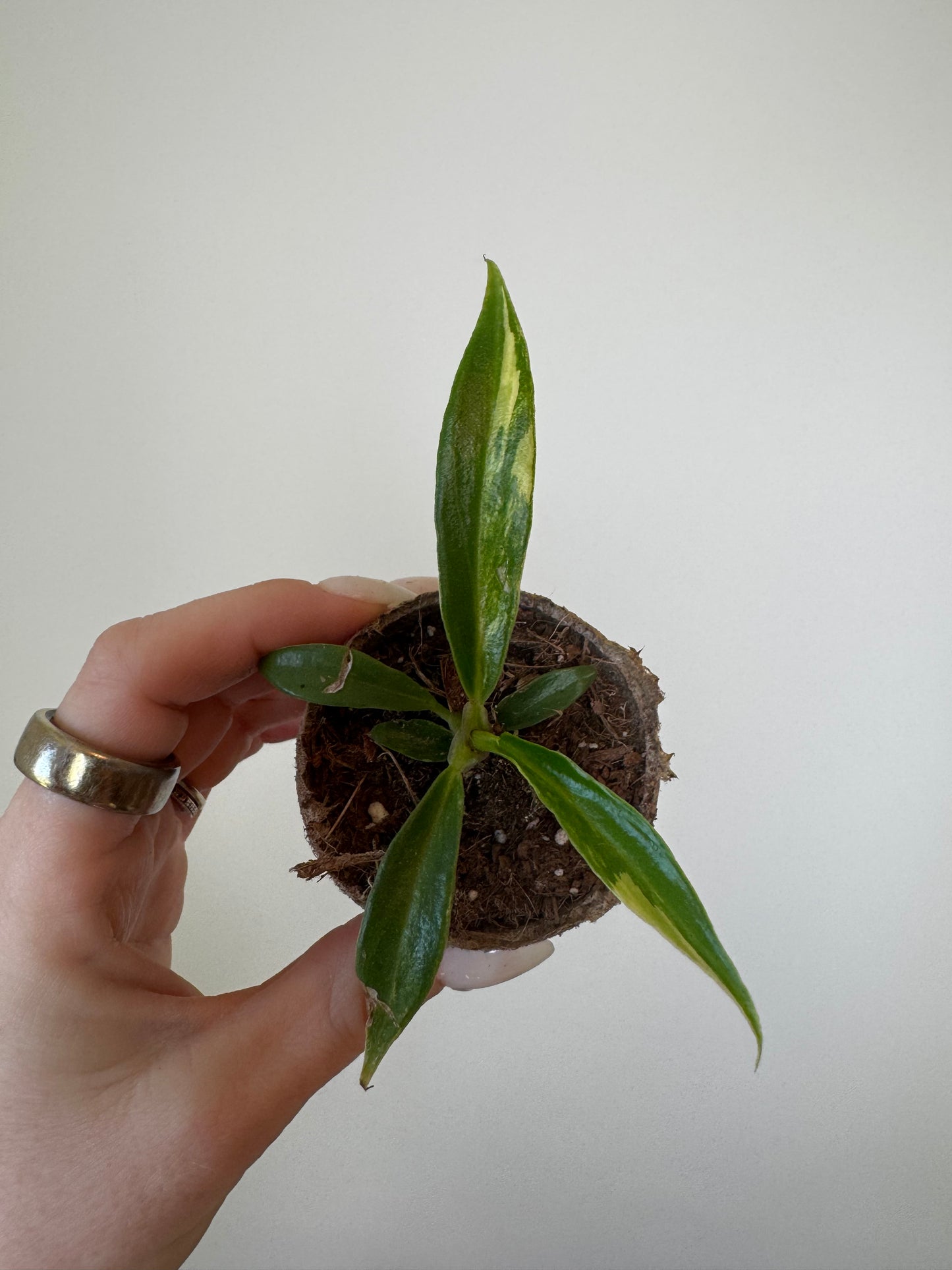 Variegated Philodendron Tortum – 2” Plug (Rare)