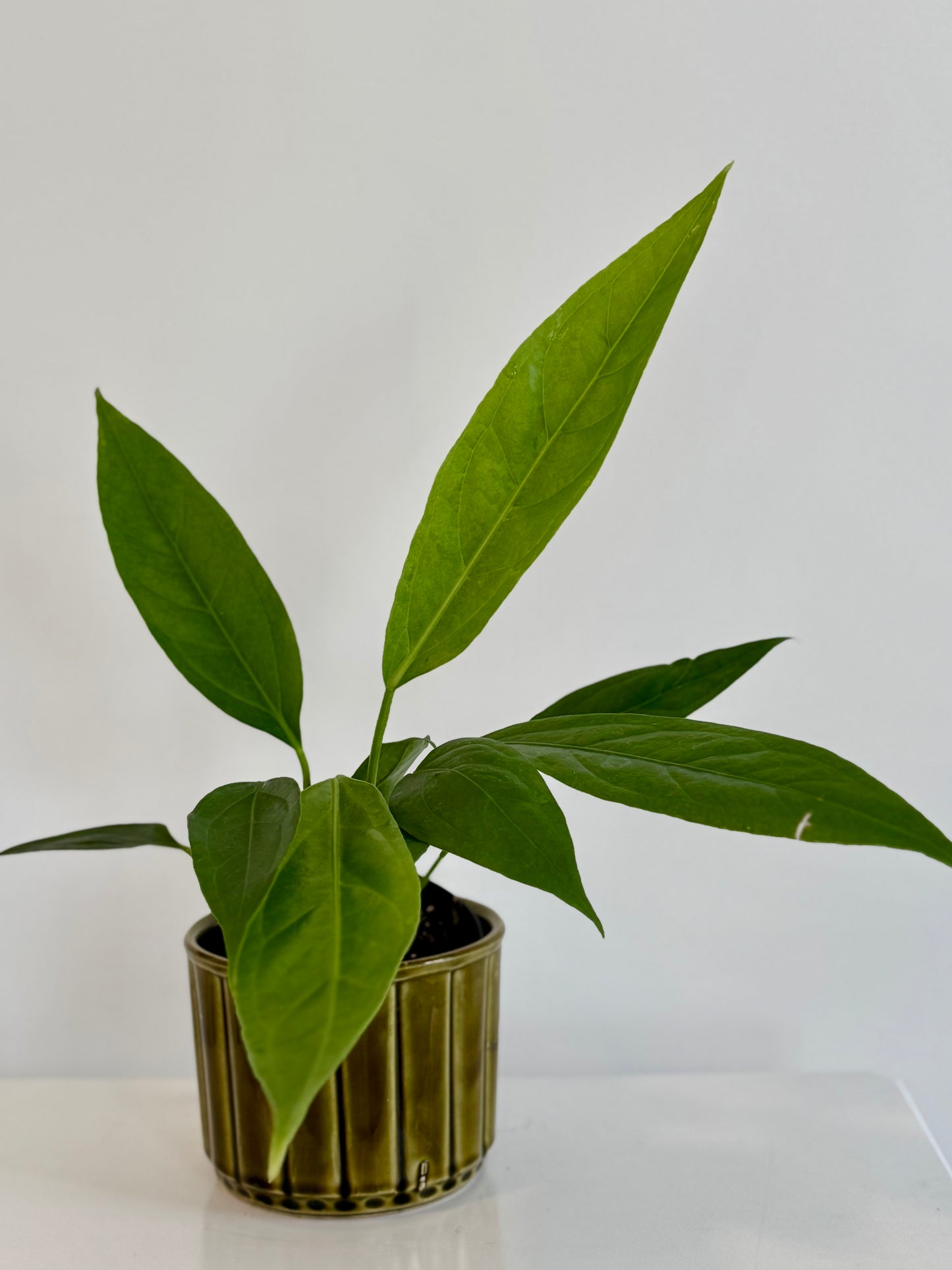 4" Anthurium 'Big Bill'