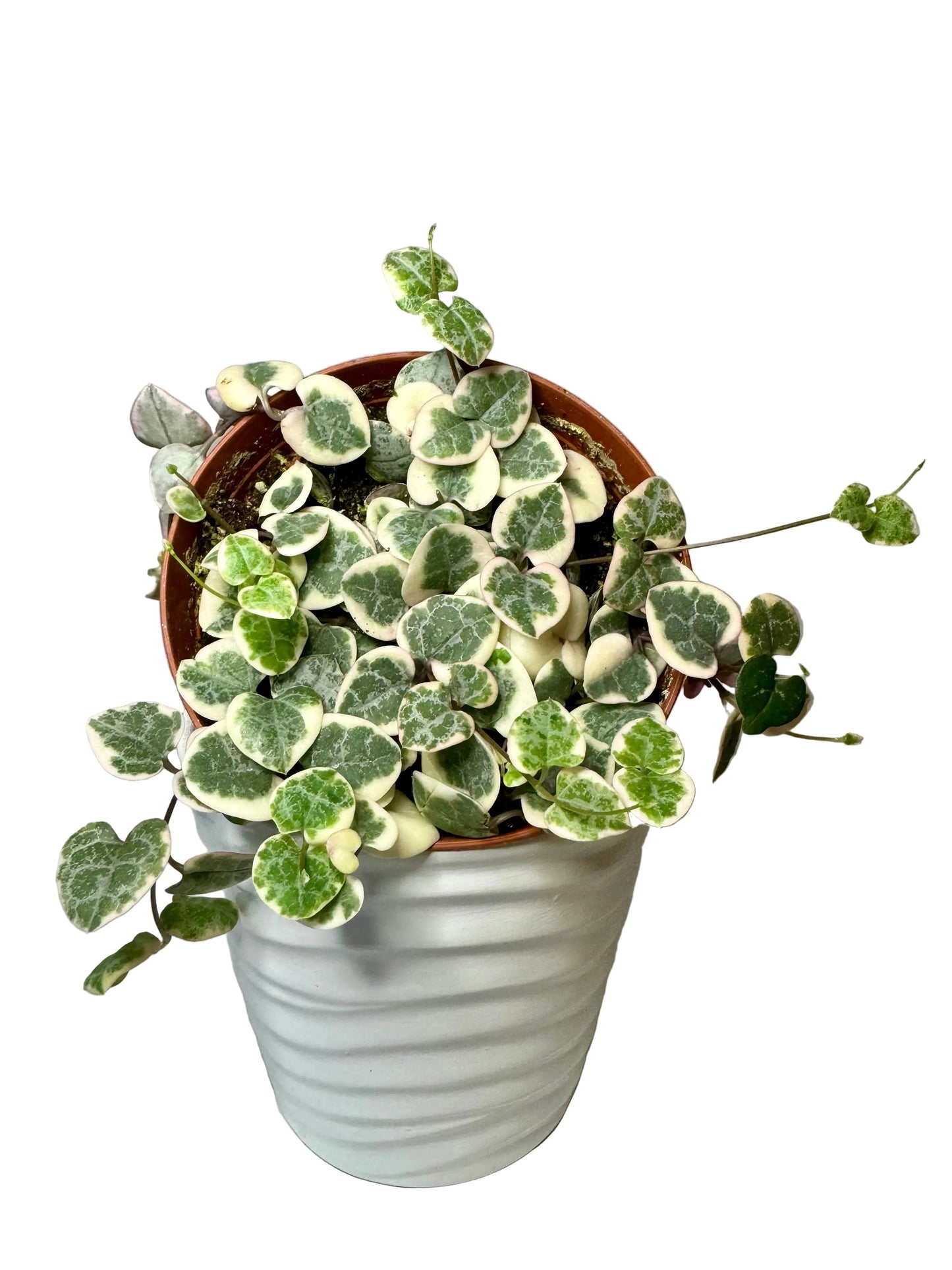 4" String of Hearts Variegated