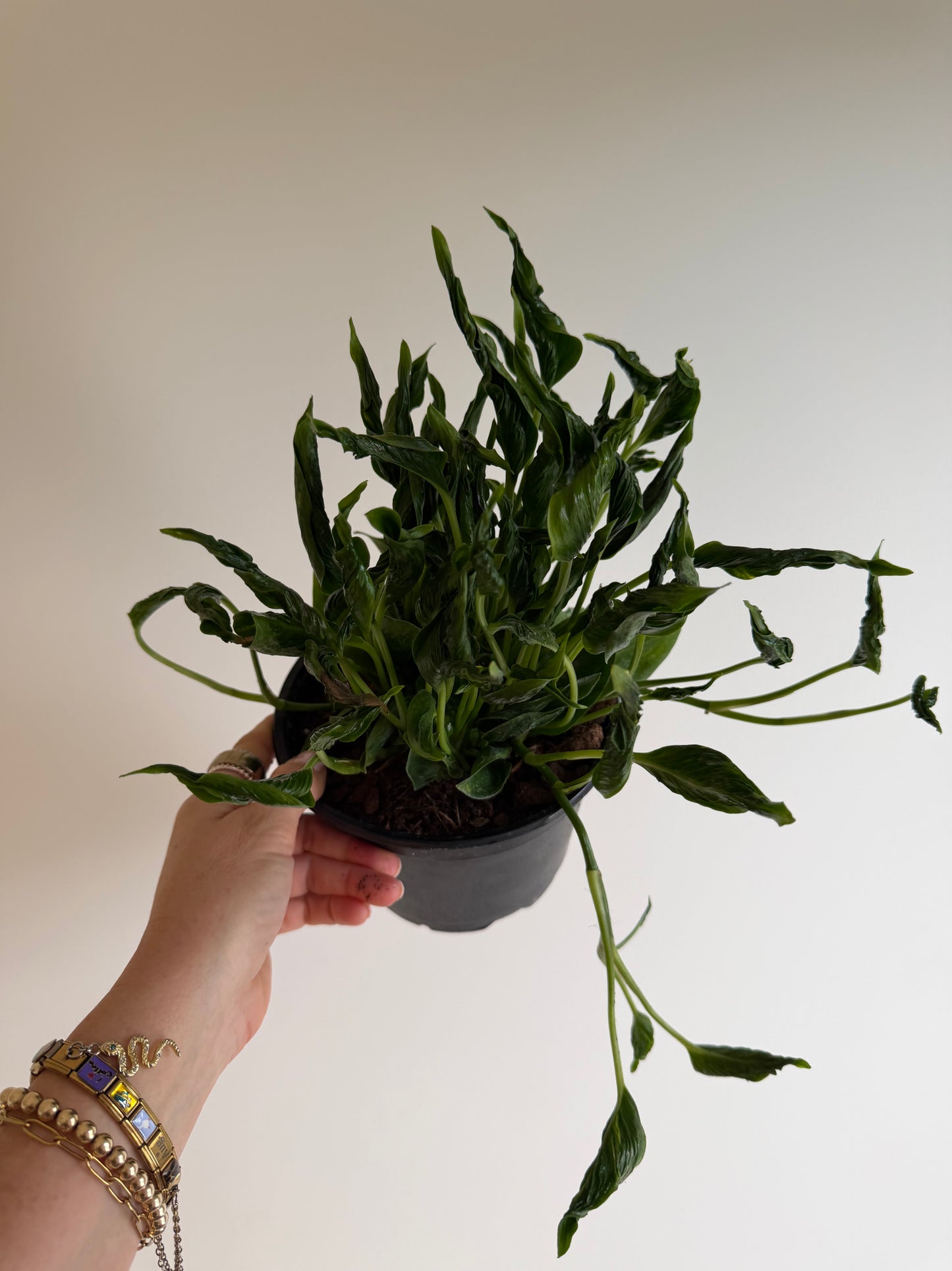 6” Pothos Shangri La