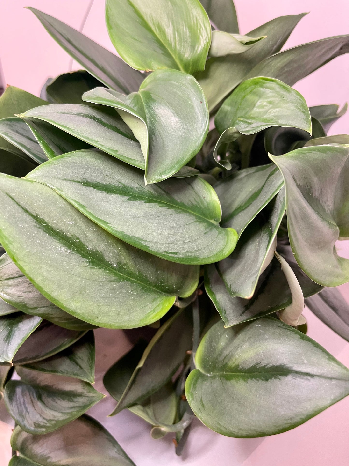 6" Scindapsus Treubii 'Moonlight'