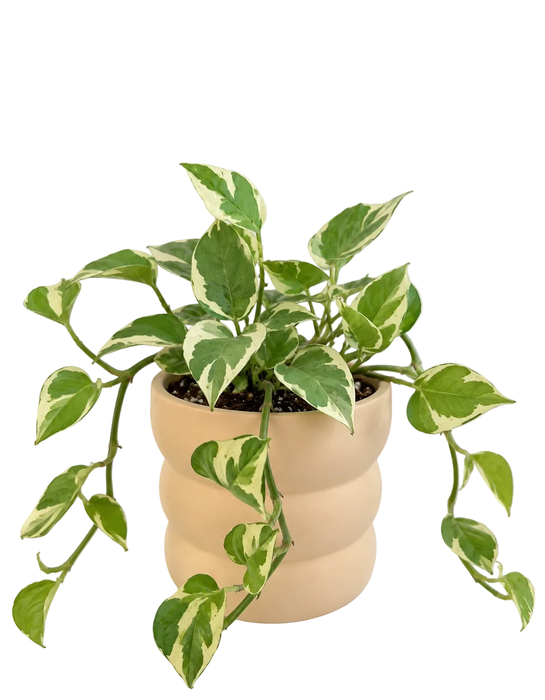 4” Pothos N'Joy