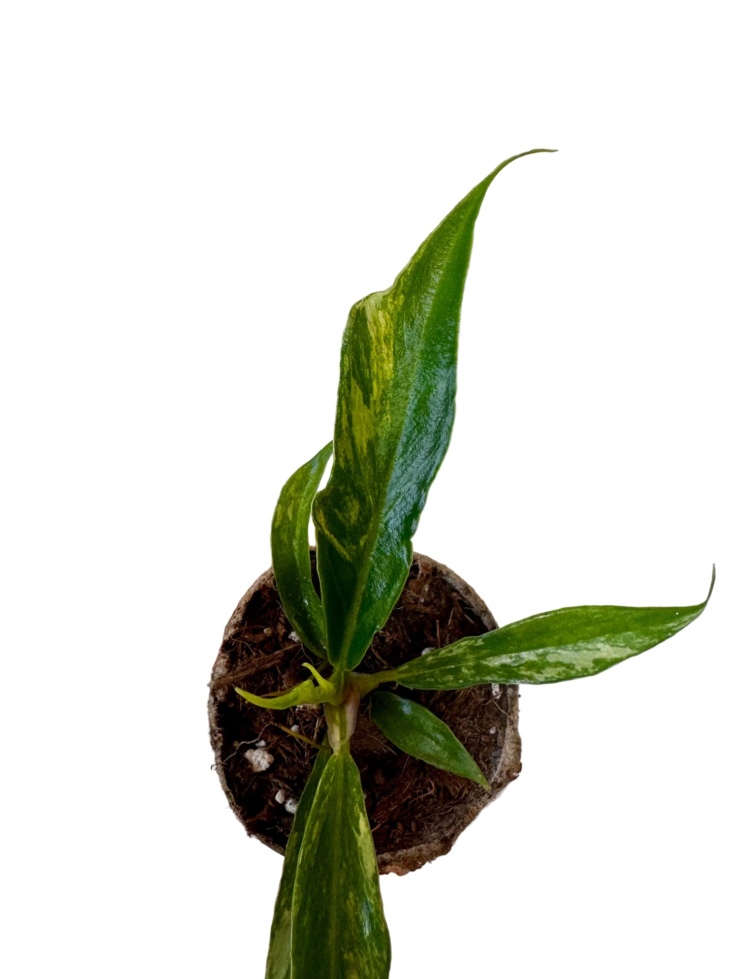 Variegated Philodendron Tortum – 2” Plug (Rare)
