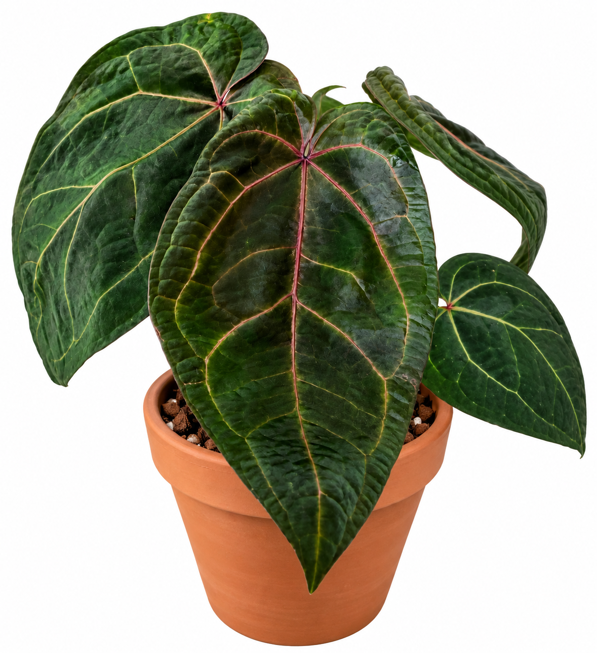 4” Anthurium ‘Ace of Spades’ (Tezula Dark Form) × (Zara × Michelle)