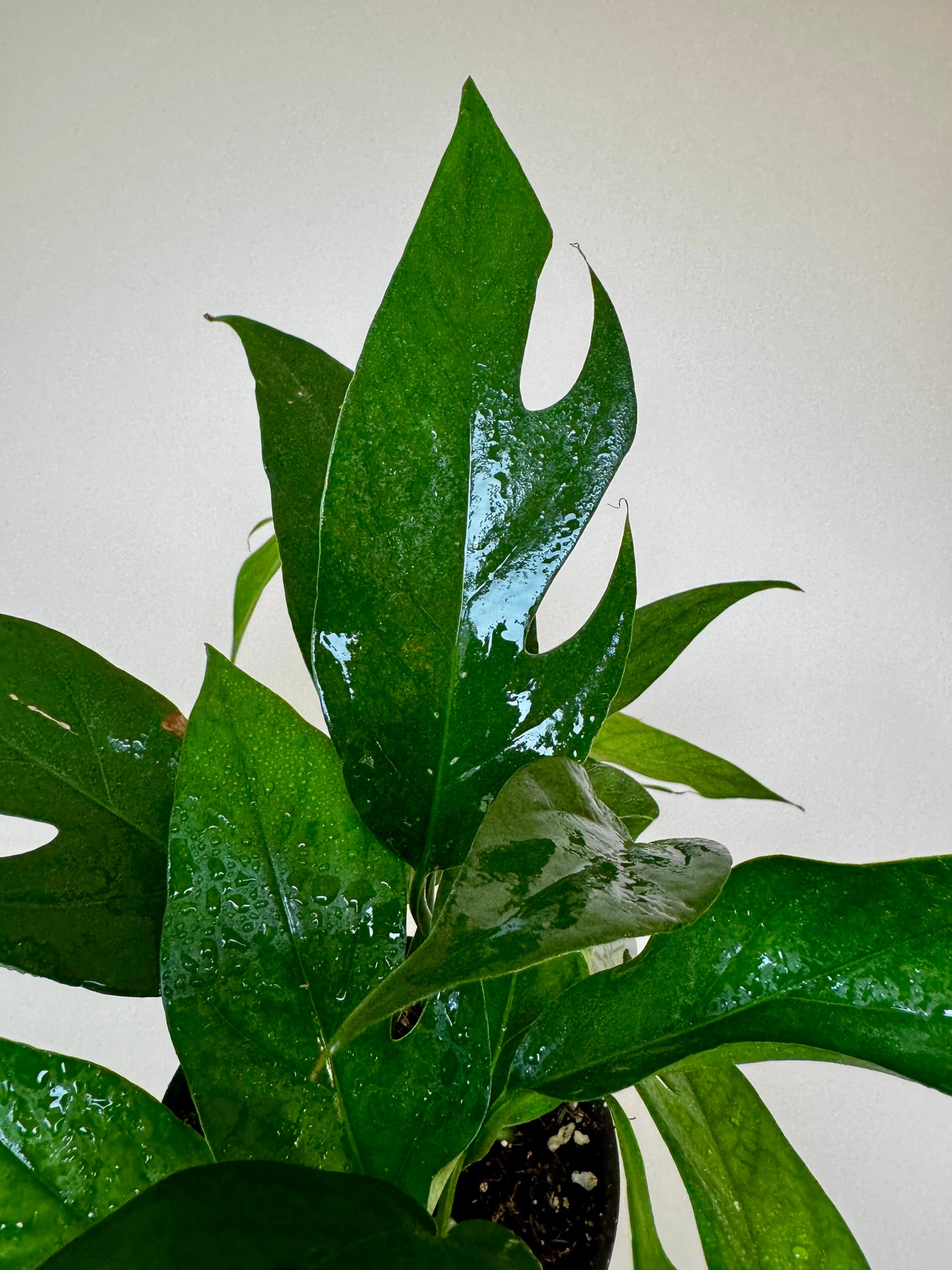 4.5" Pothos Baltic Blue