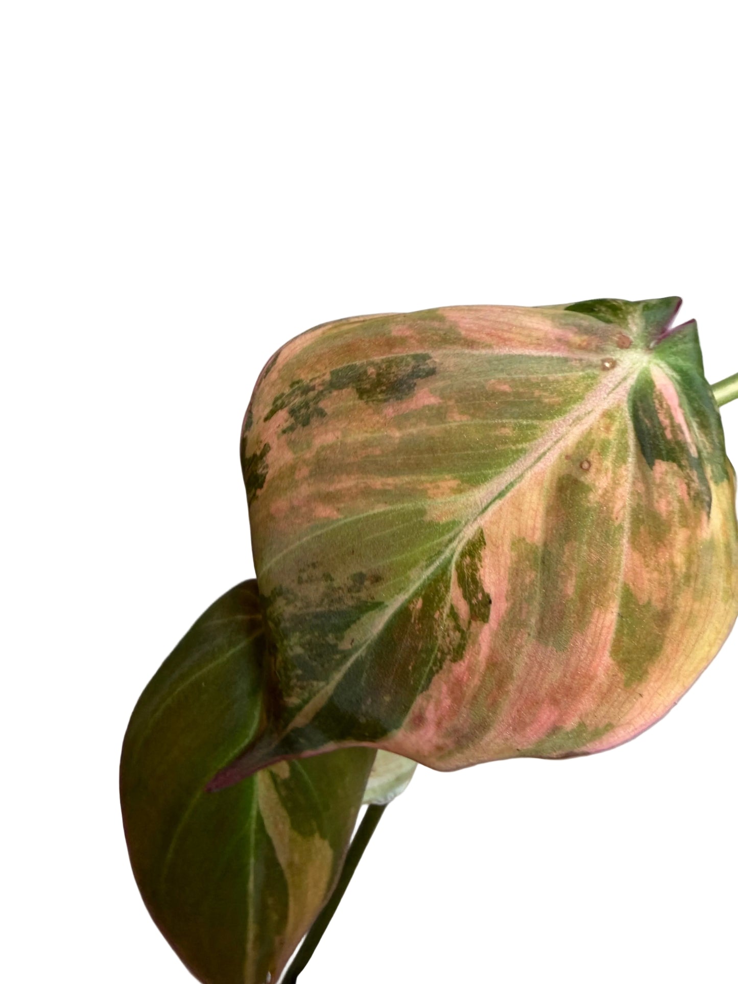 2" Philodendron Micans Variegated Pink