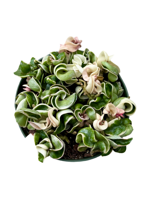 6” Hoya Compacta Variegated