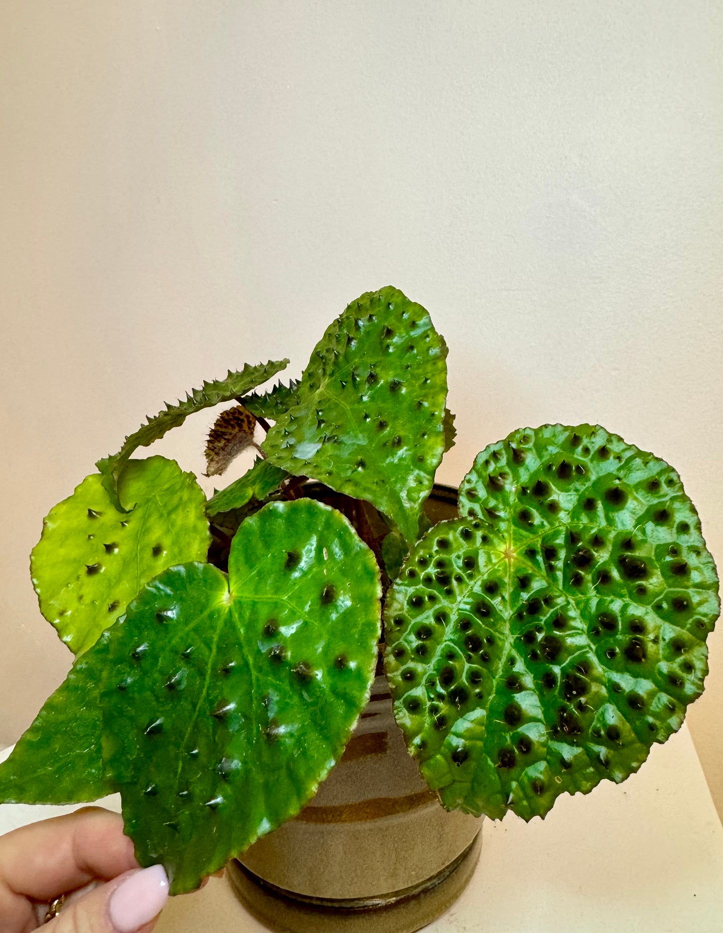 4" Begonia Ferox