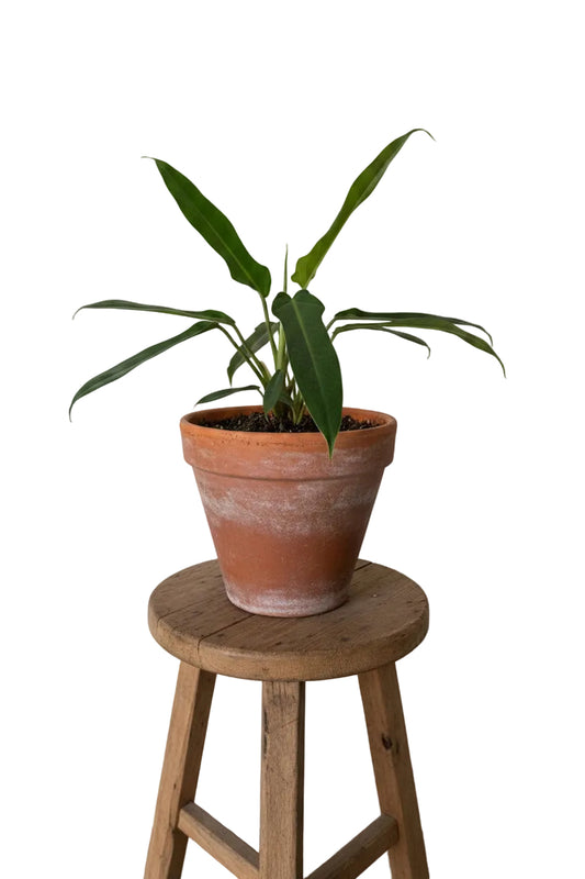 4.5” Philodendron Joepii