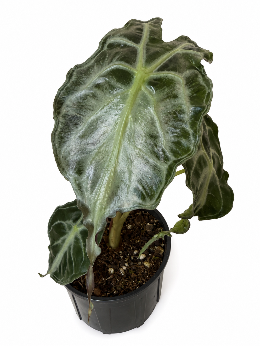 4” Alocasia Venom