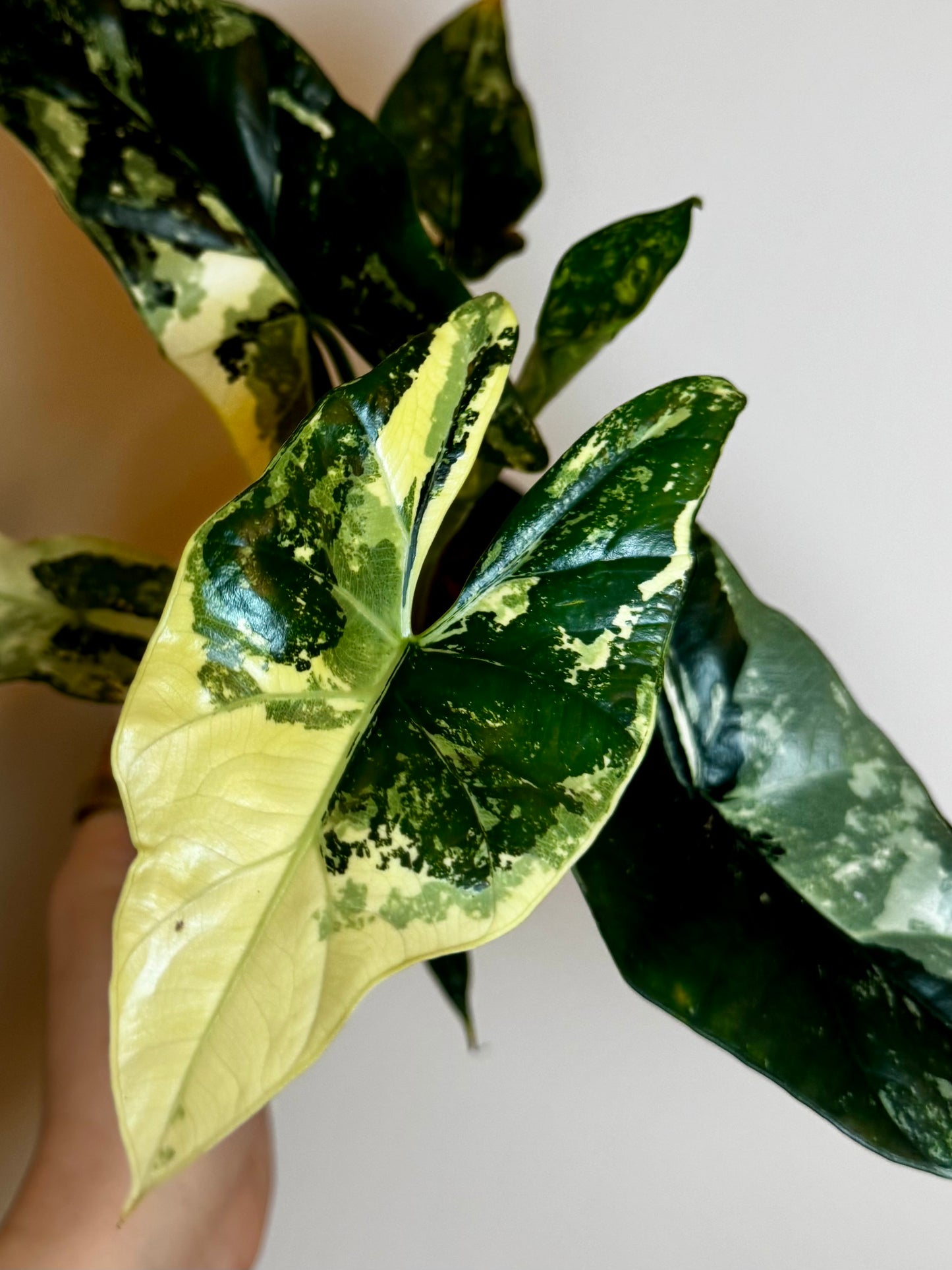 4" Alocasia Simpo Variegated