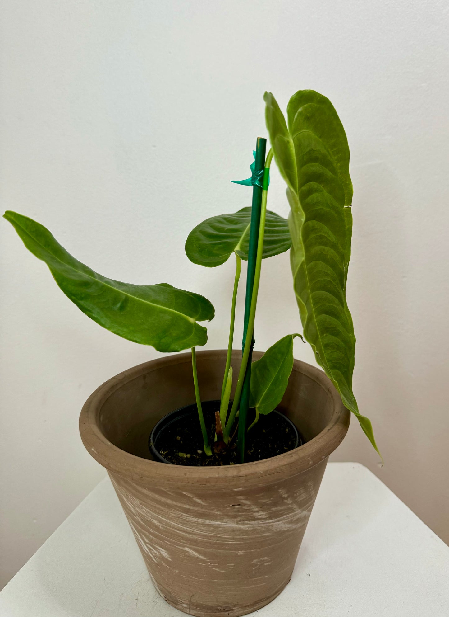 4.5" Anthurium Veitchii 'King'