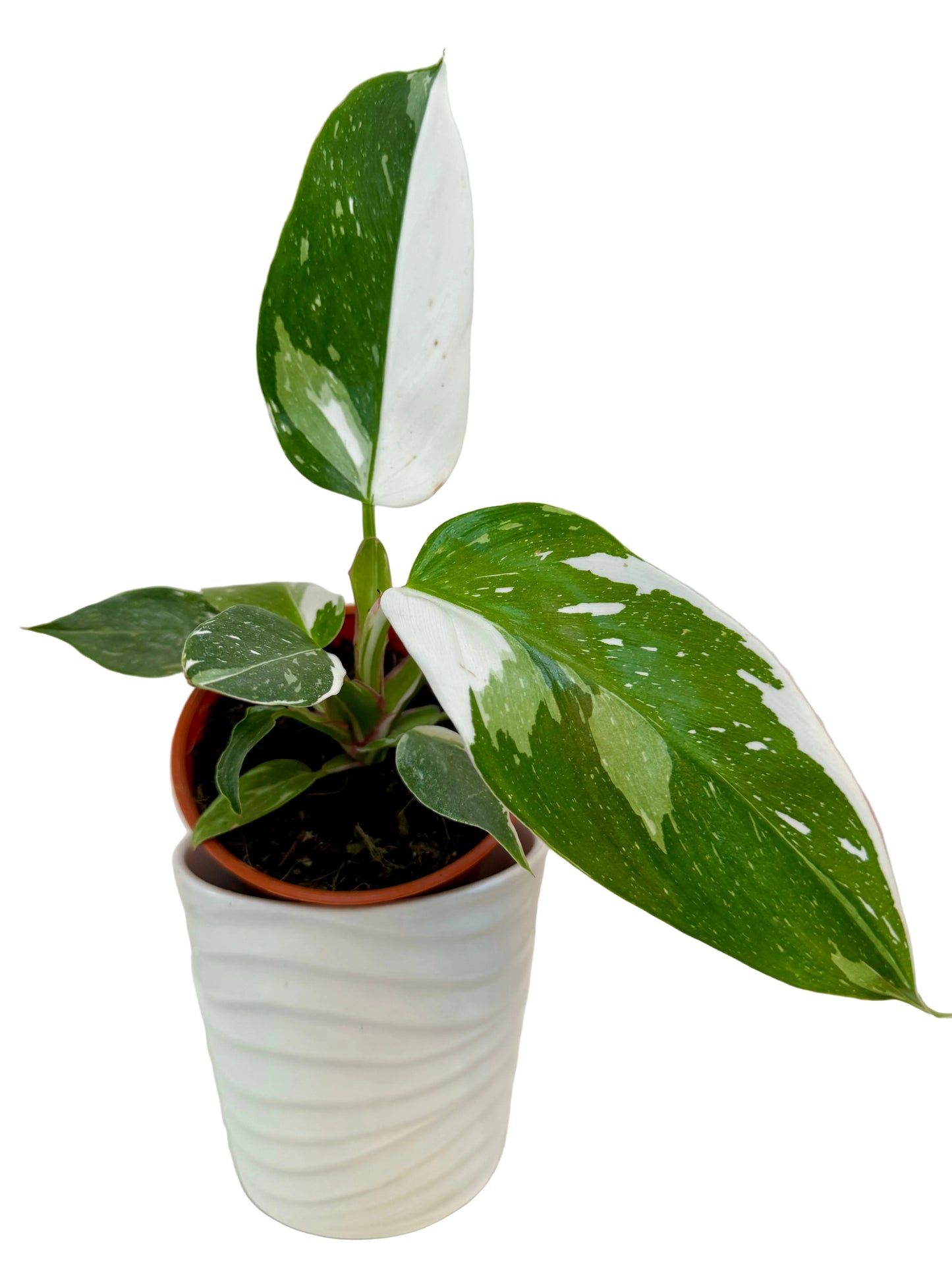 4” Philodendron White Princess
