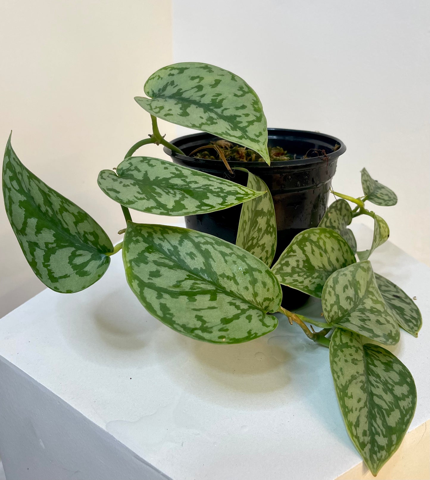 6” Scindapsus Silver Lady