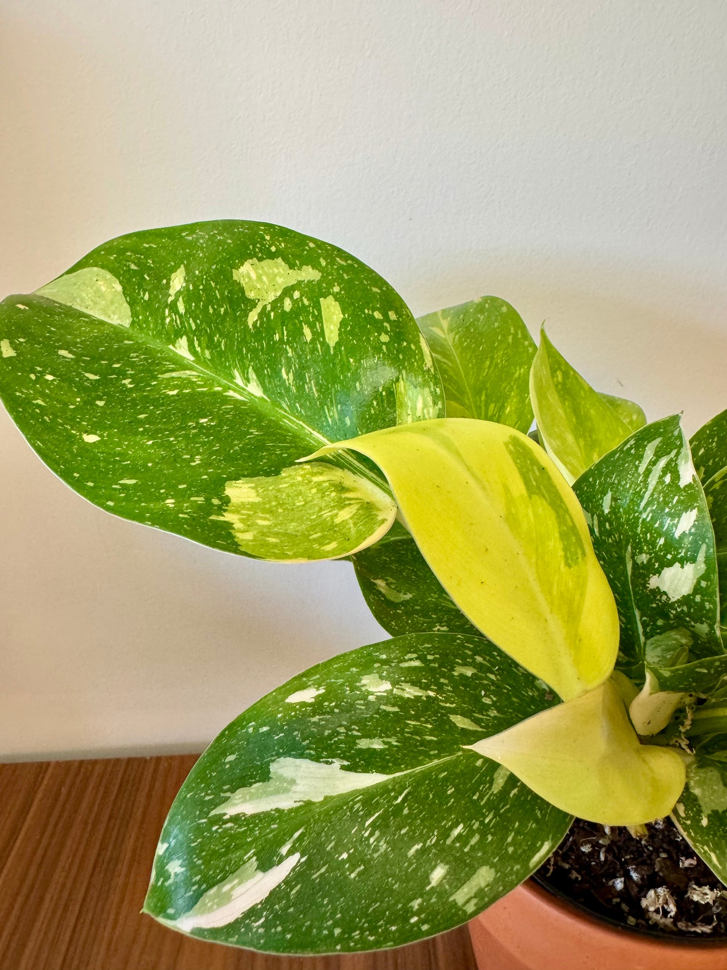 4” Philodendron Congo Nuclear Variegated