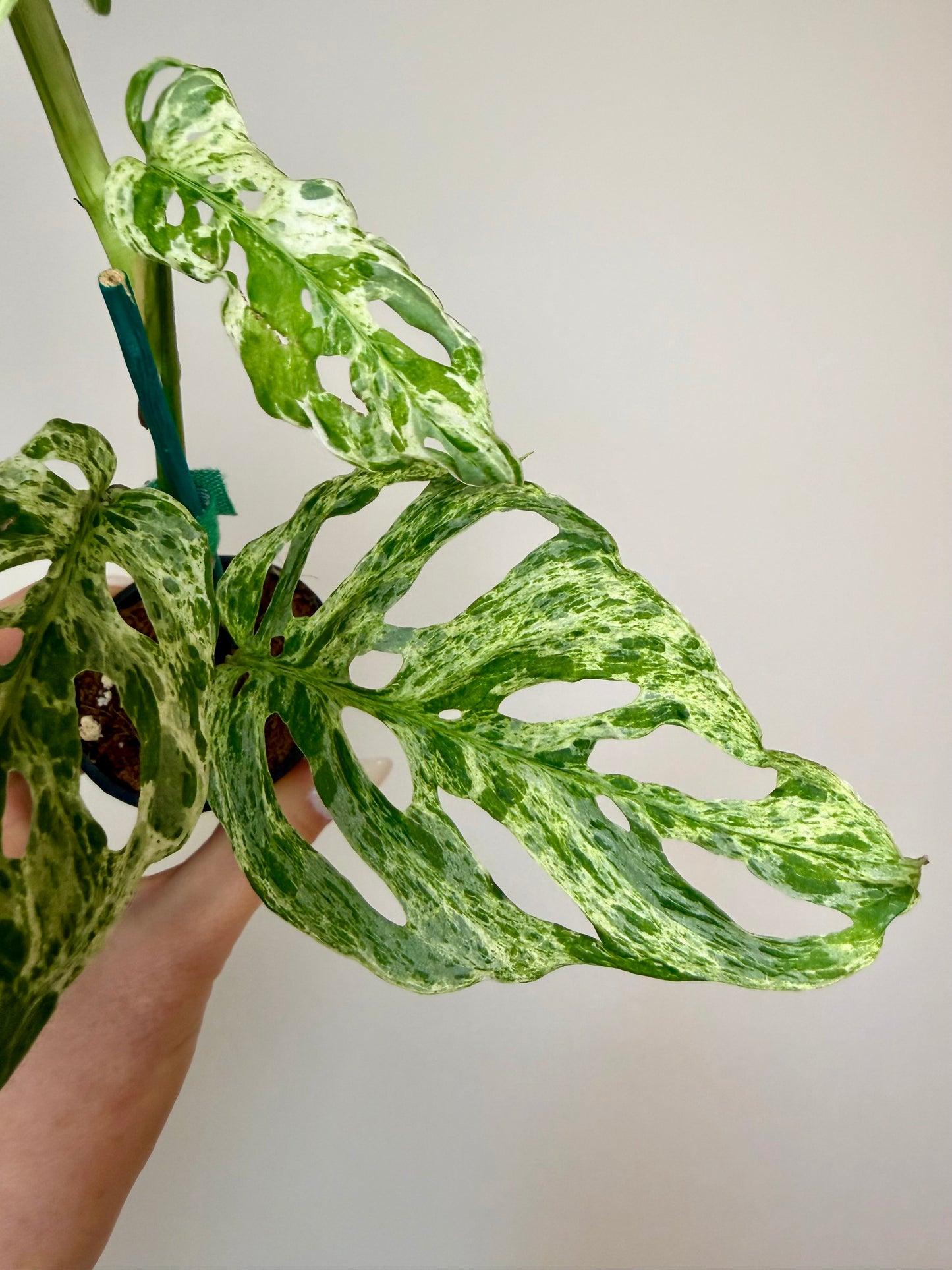 2” Monstera Adansonii Laniata Mottled