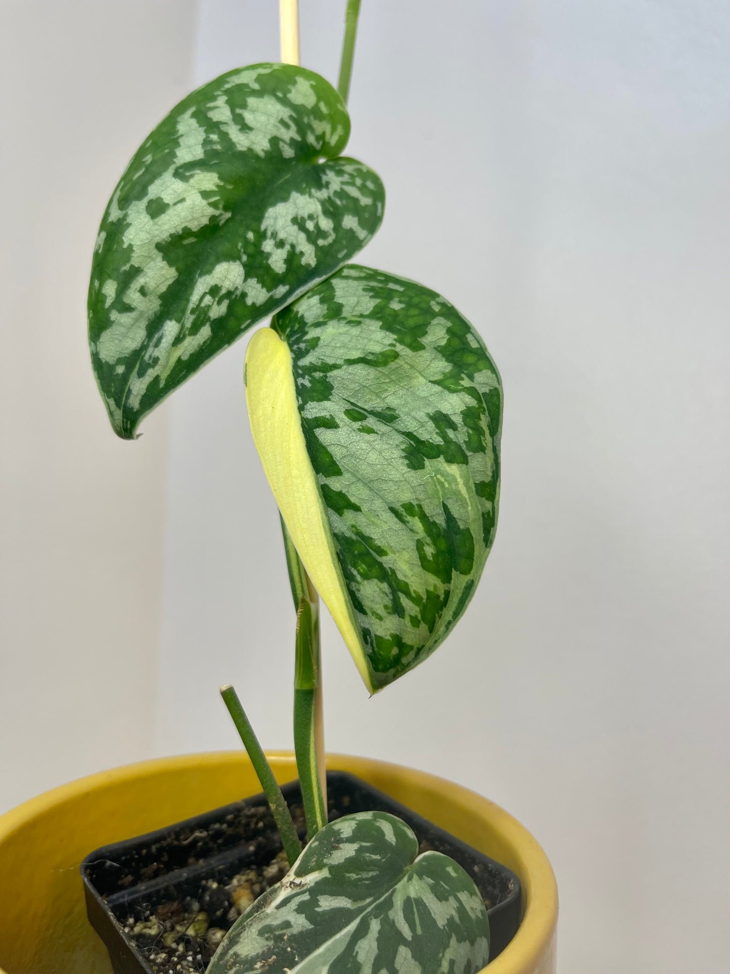 3" Scindapsus Pictus 'Mayari' Albo Variegated