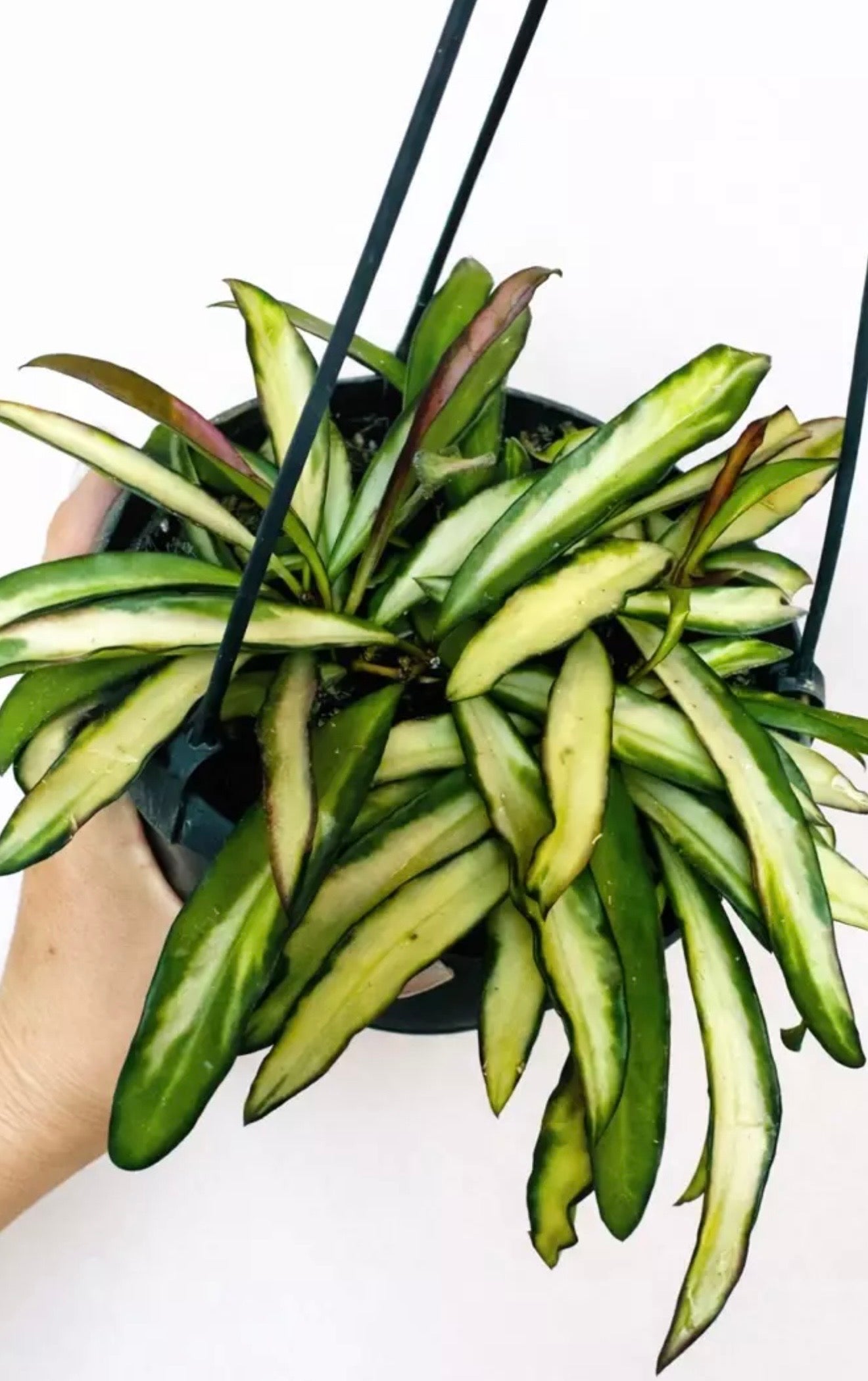 6” Hoya Wayetti Tricolor
