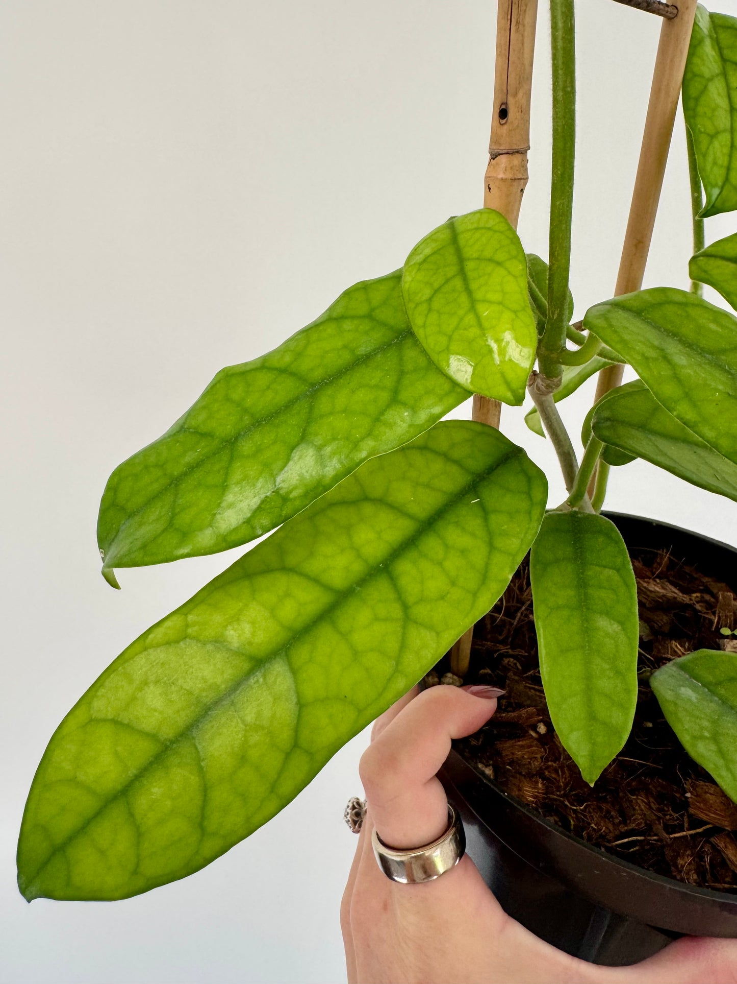 6” Hoya Globulosa on Trellis