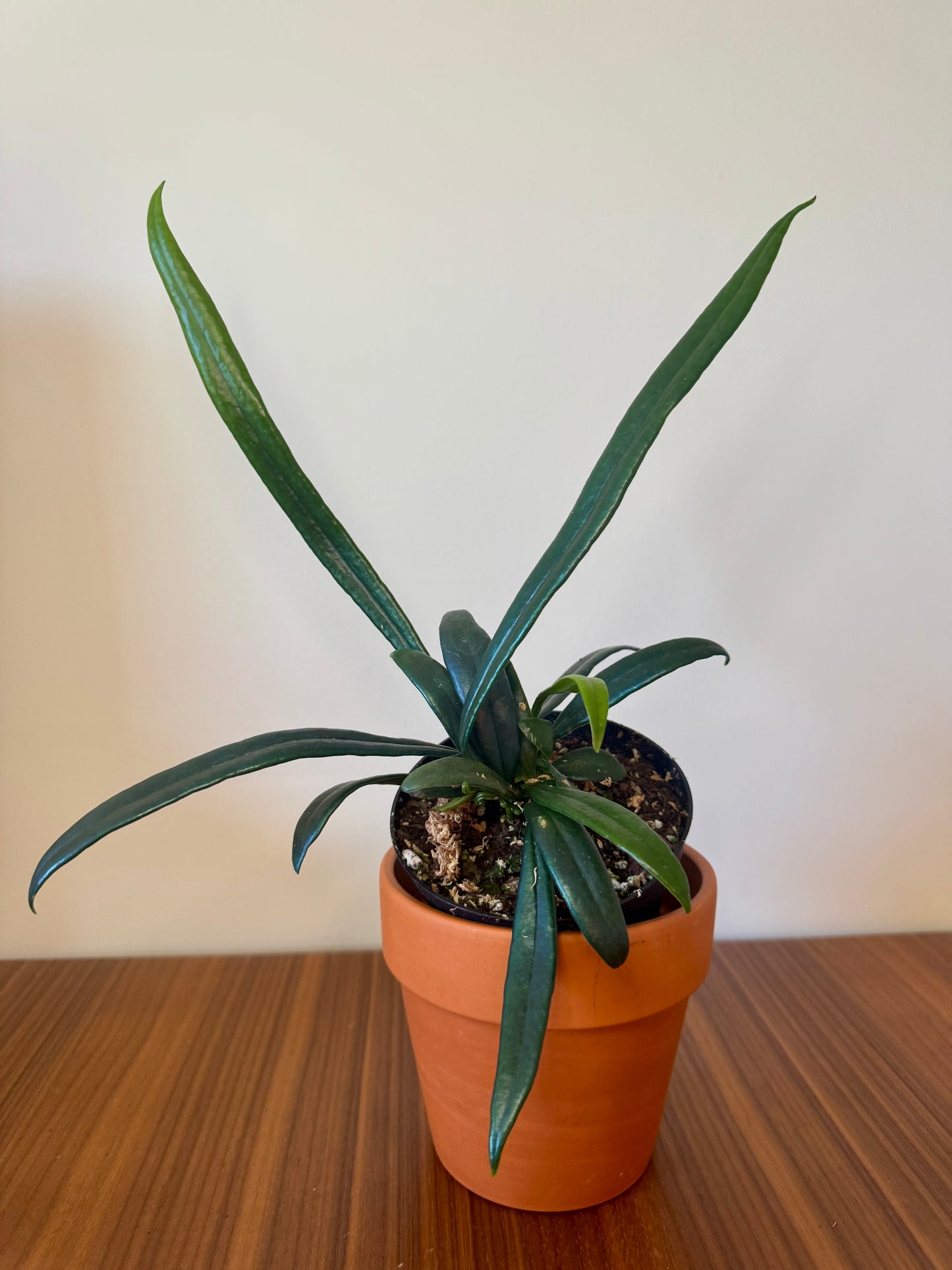 3” Microsorum thailandicum 'Blue Oil Fern' | Pet safe houseplant