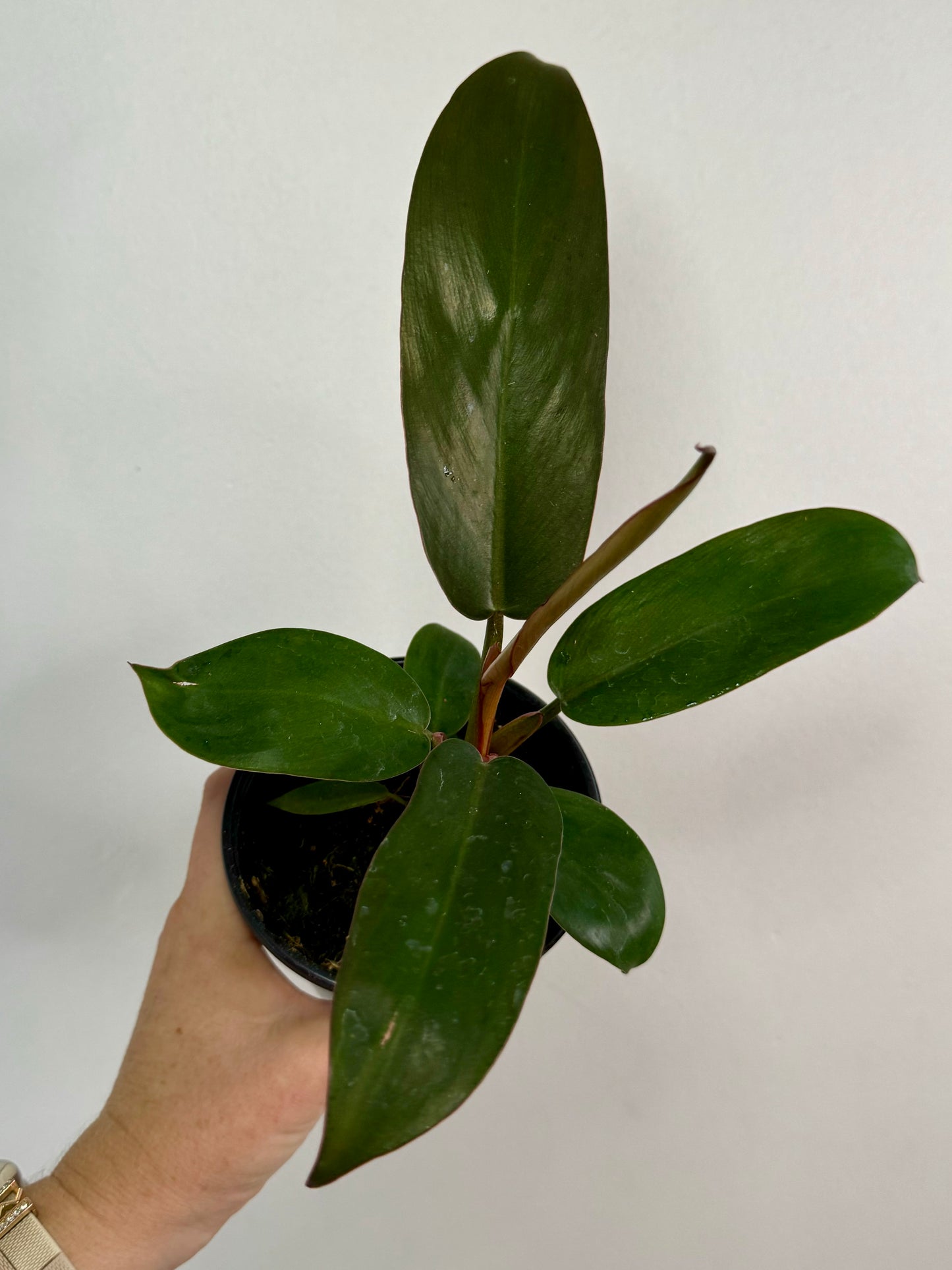 4” Philodendron Florida Bronze