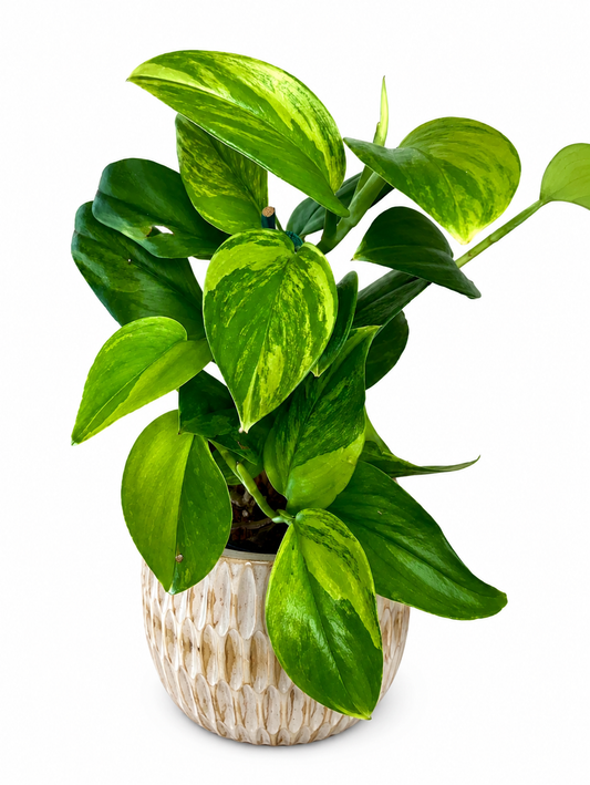 4" Scindapsus Treubii 'Moonlight' Green on Green
