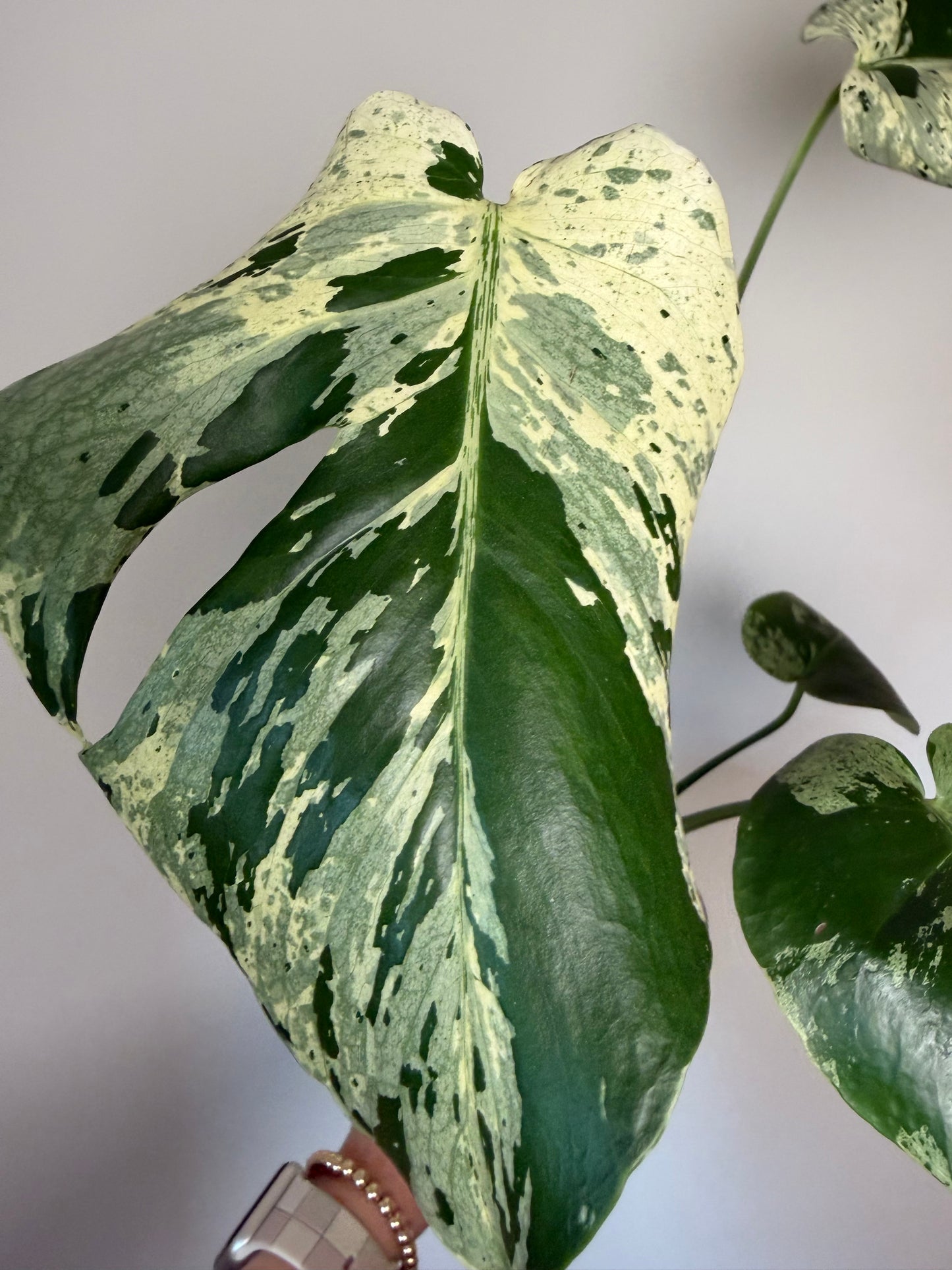 4" Monstera Vietciosa