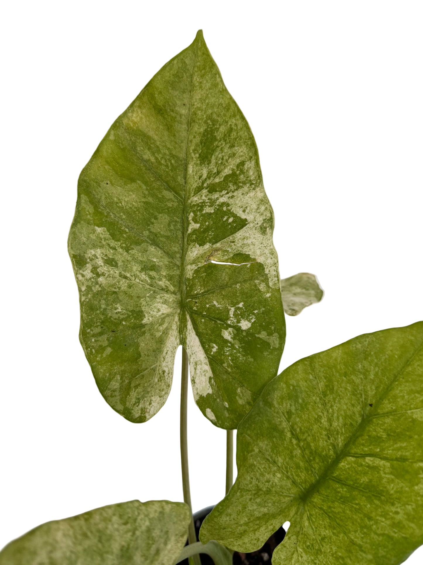 6" Alocasia Odora 'Batik' Variegated