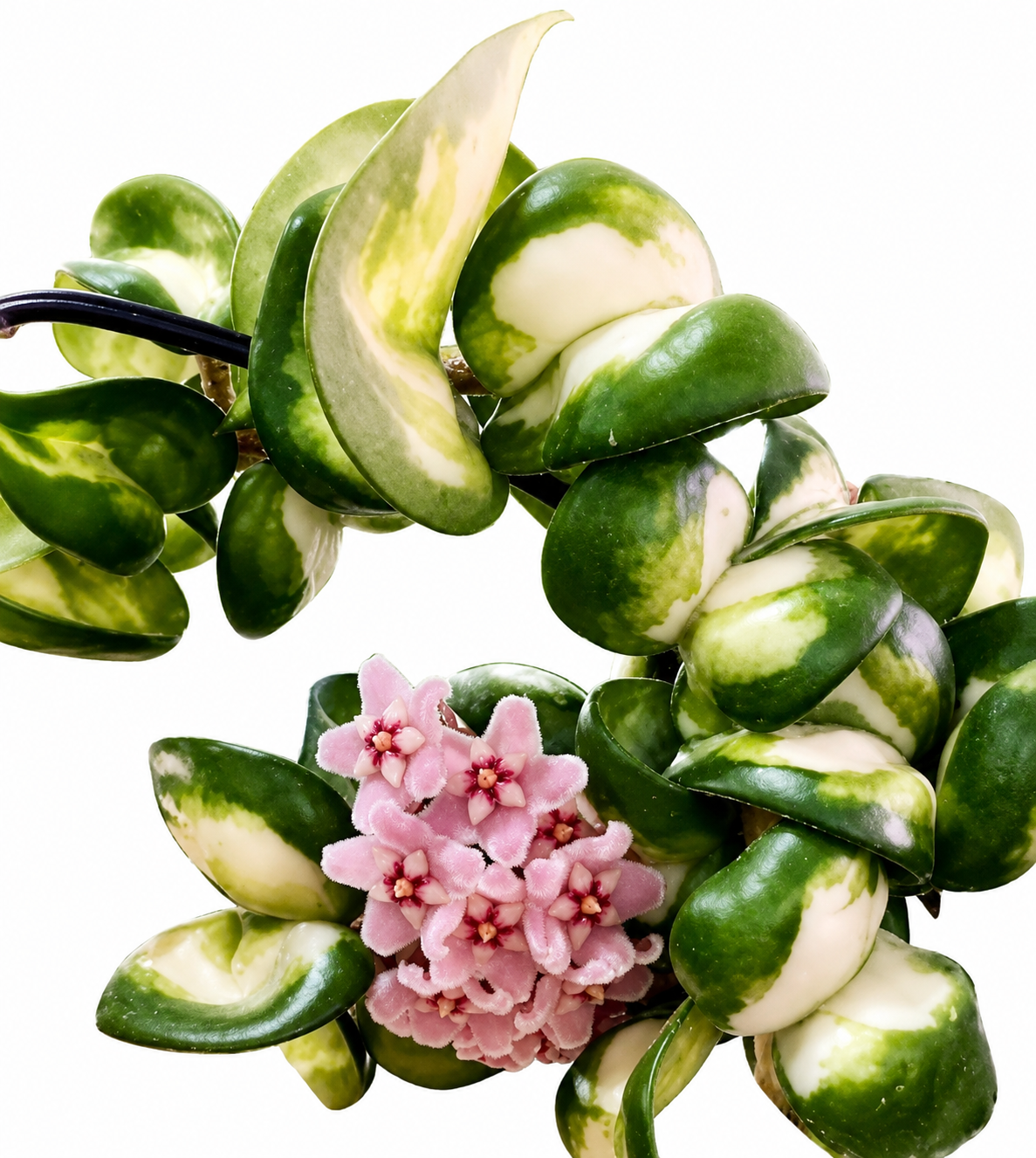 3" Hoya Compacta Inner Variegated 'Mauna Loa'